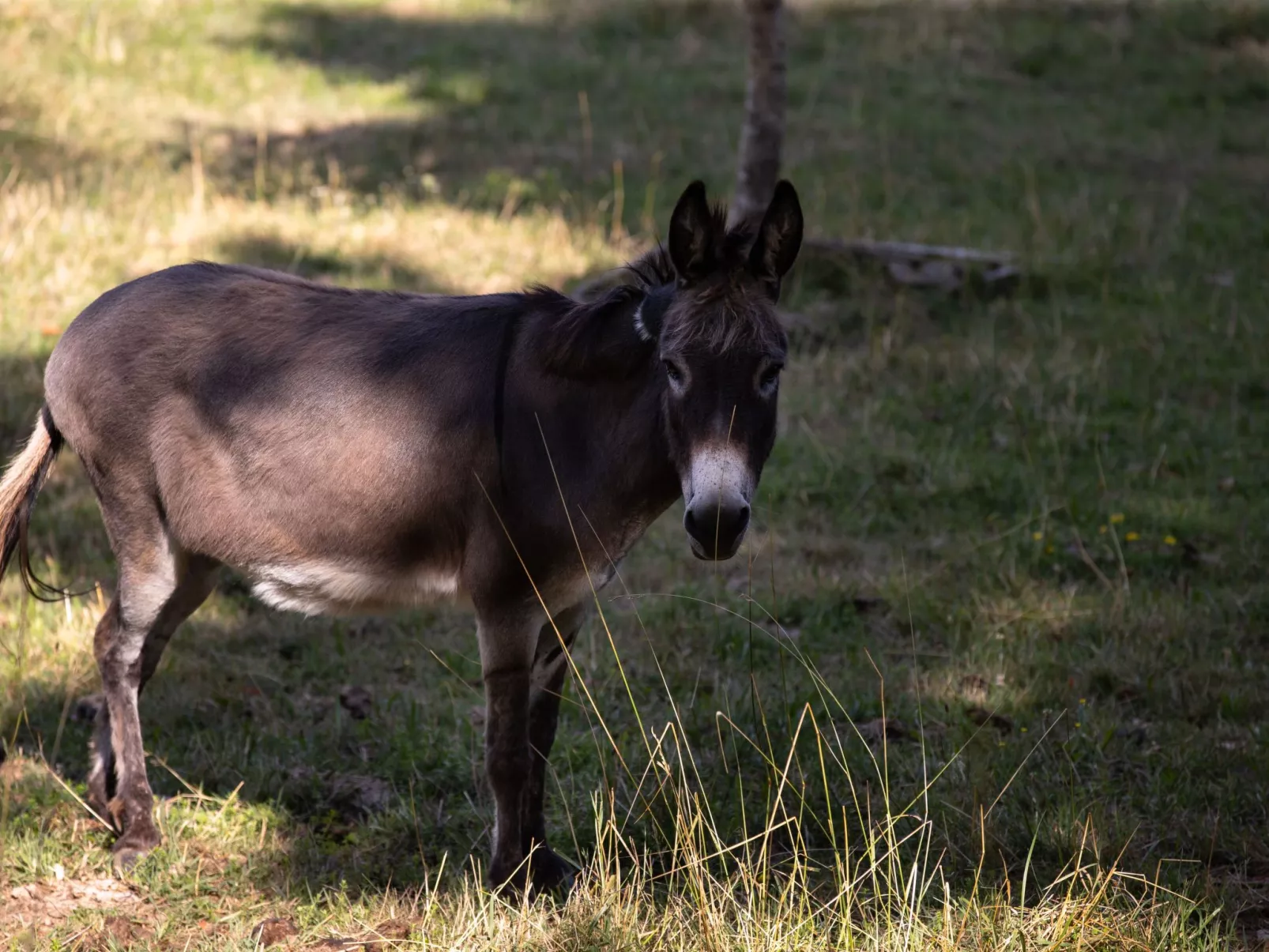 Appartement LouisXVI-Draußen