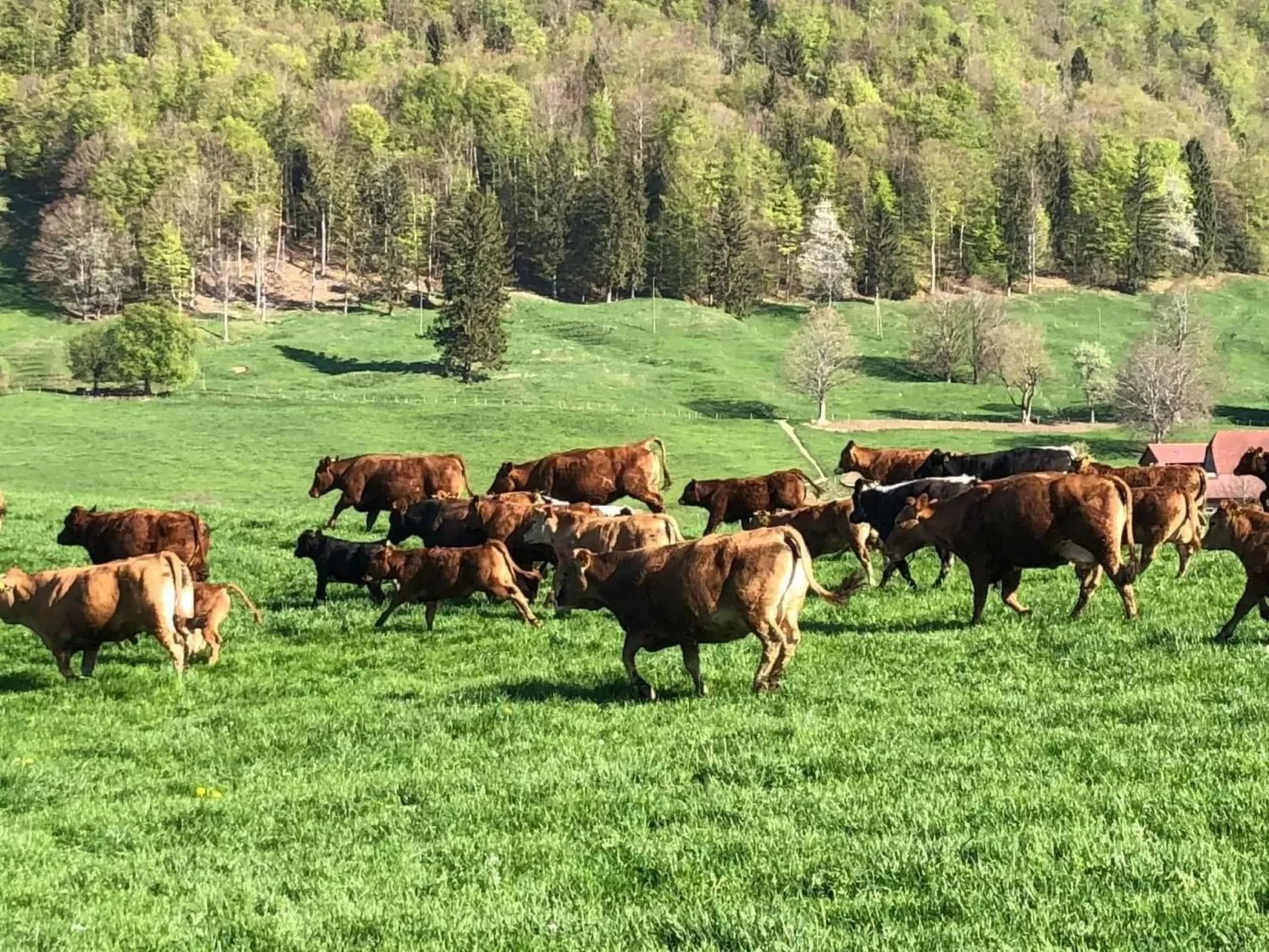 Schafmatthof Dachwohnung-Draußen