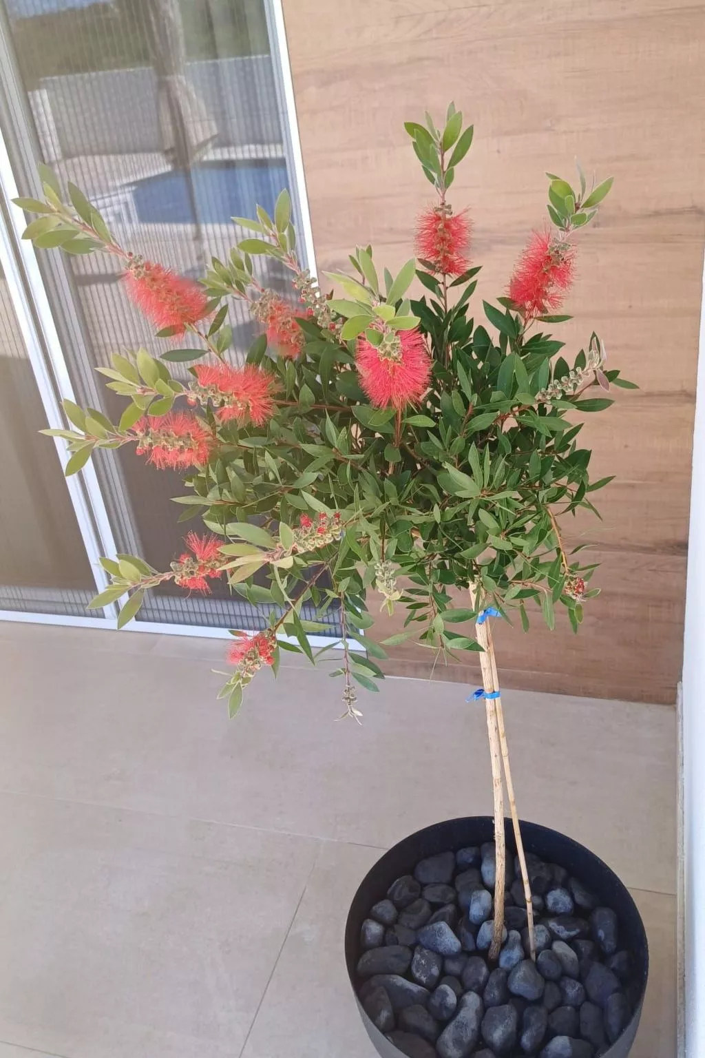 Neue Villa Angelo mit Sauna und beheiztem Pool-Outside