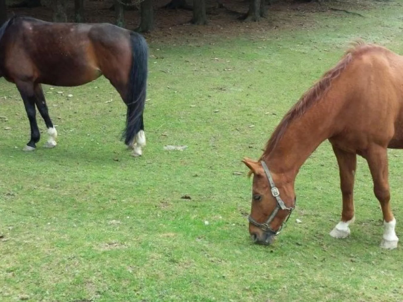 Bayernwald Apartment-Dedans