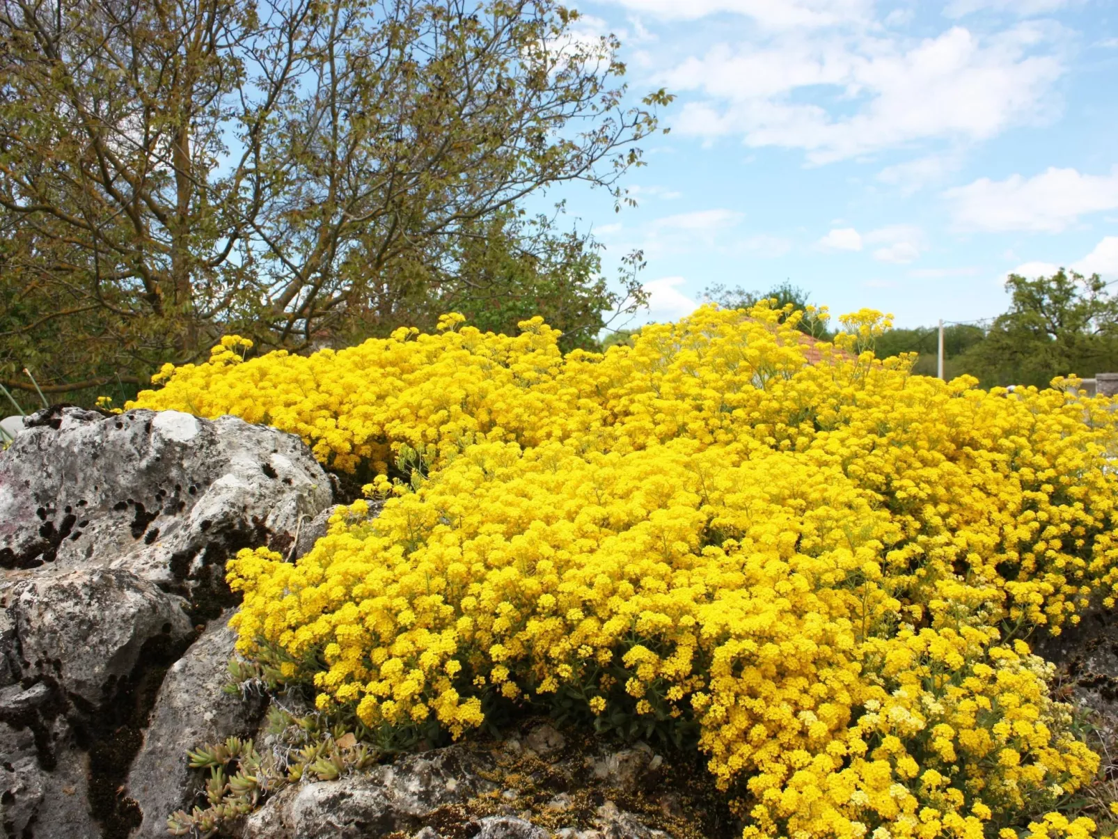 Romantische Villa mit weitläufigem Garten-Outside