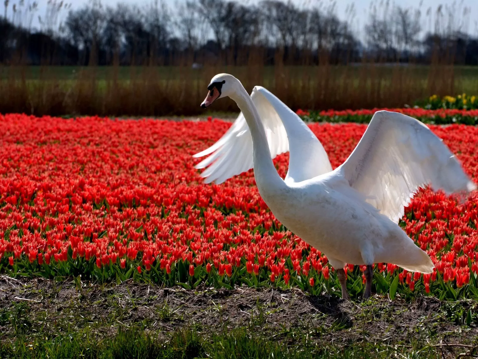 De Korre 2 in Callantsoog-Dedans