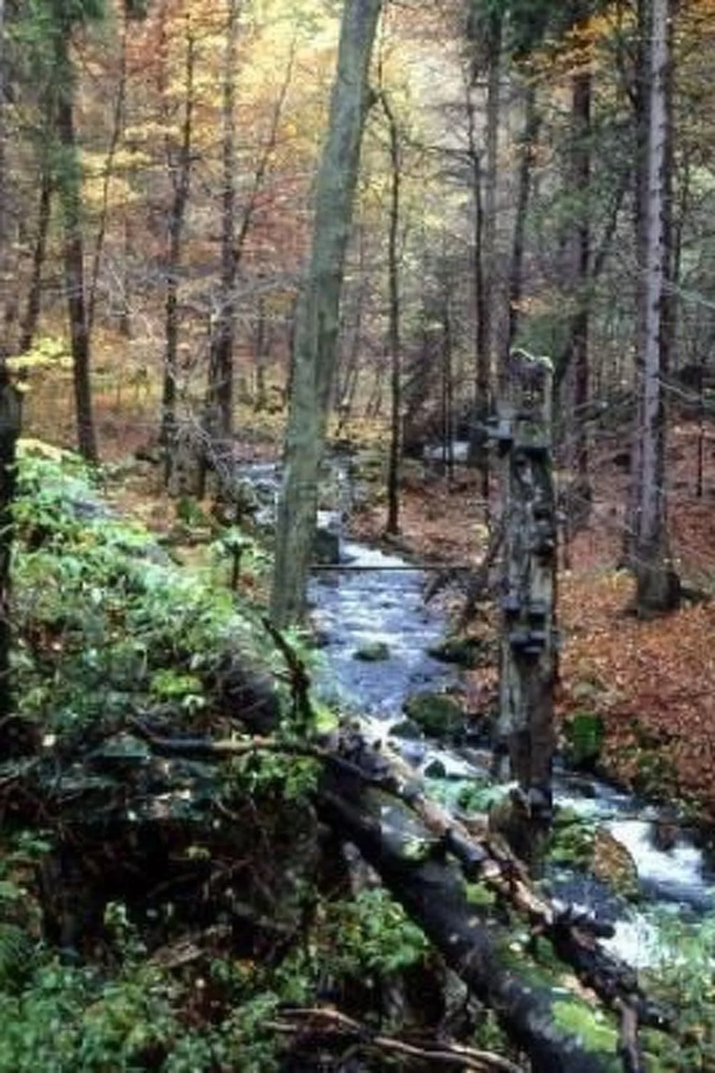 Gemütliche Ferienwohnung im Thüringer Wald-Dehors