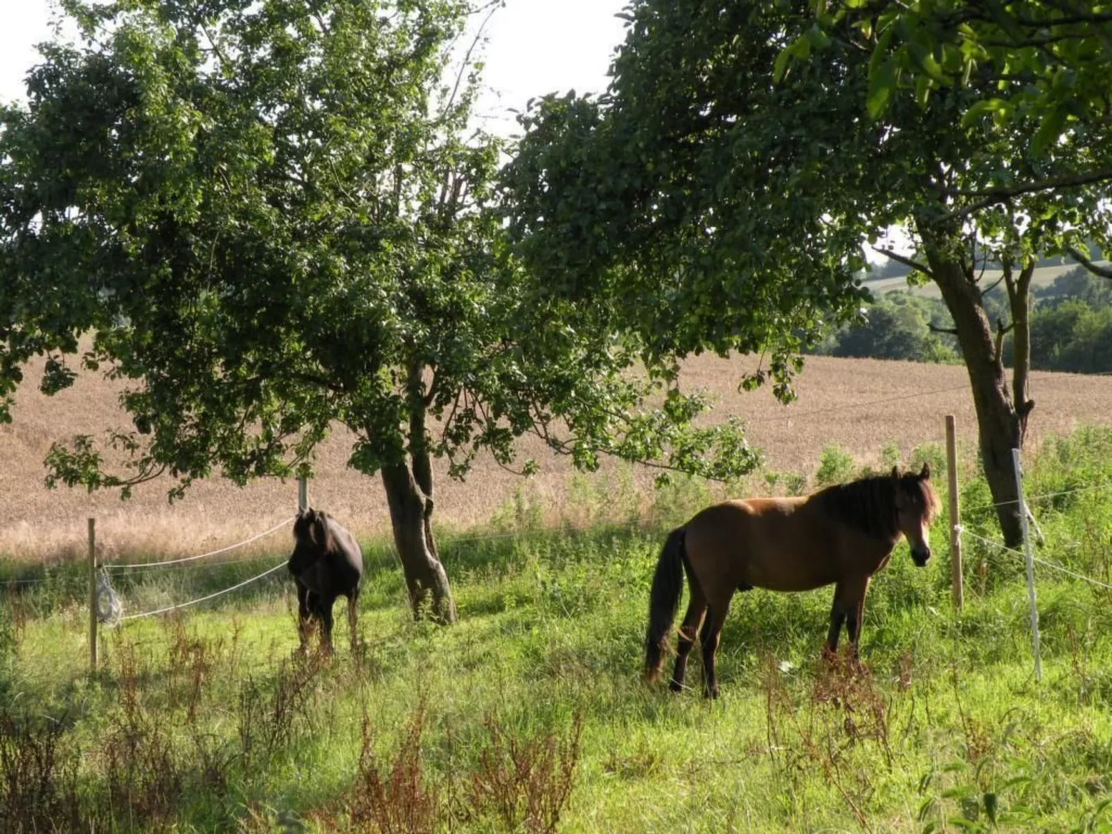 Hof Rodenkrog Fewo 1-Dehors