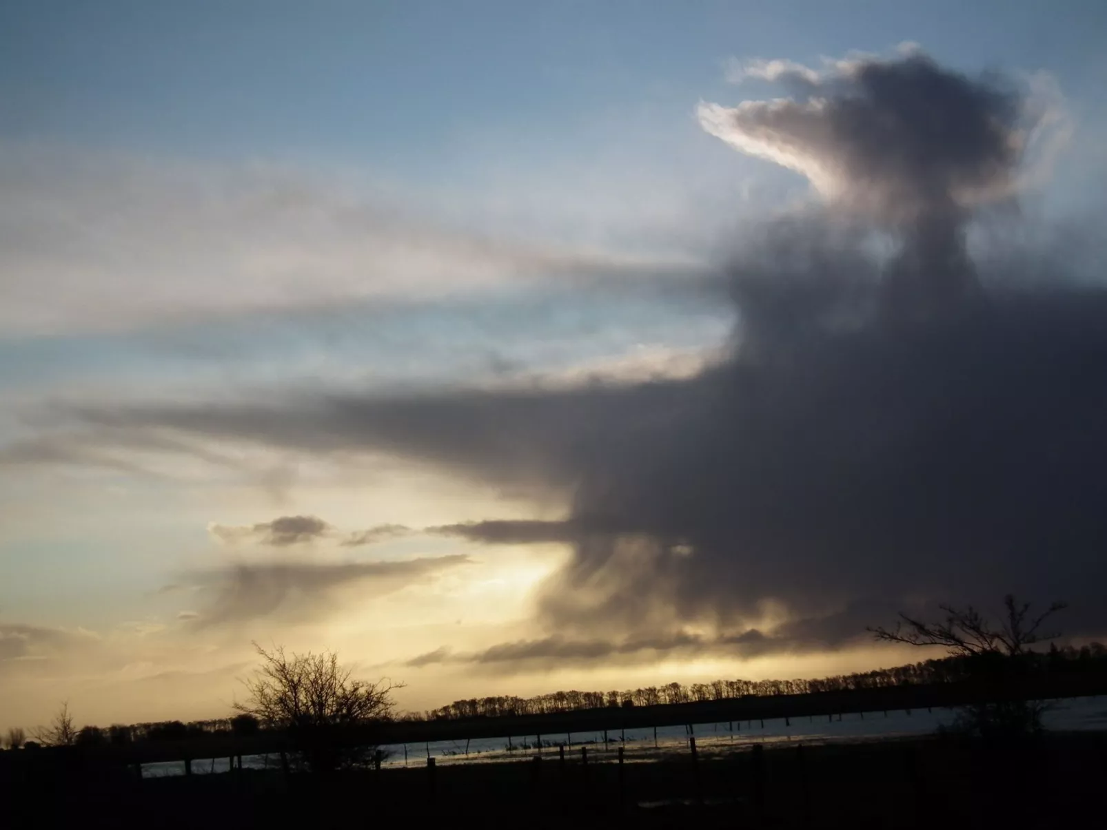 Zwergmöwe in Neue Tiefe-Inside