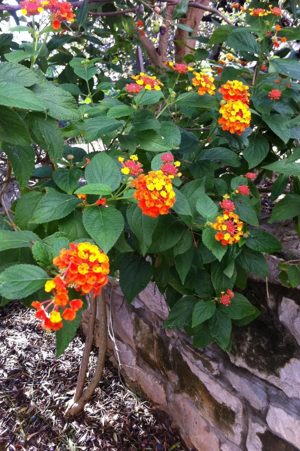 "Mladen" mit Blick auf das Wasser-Outside