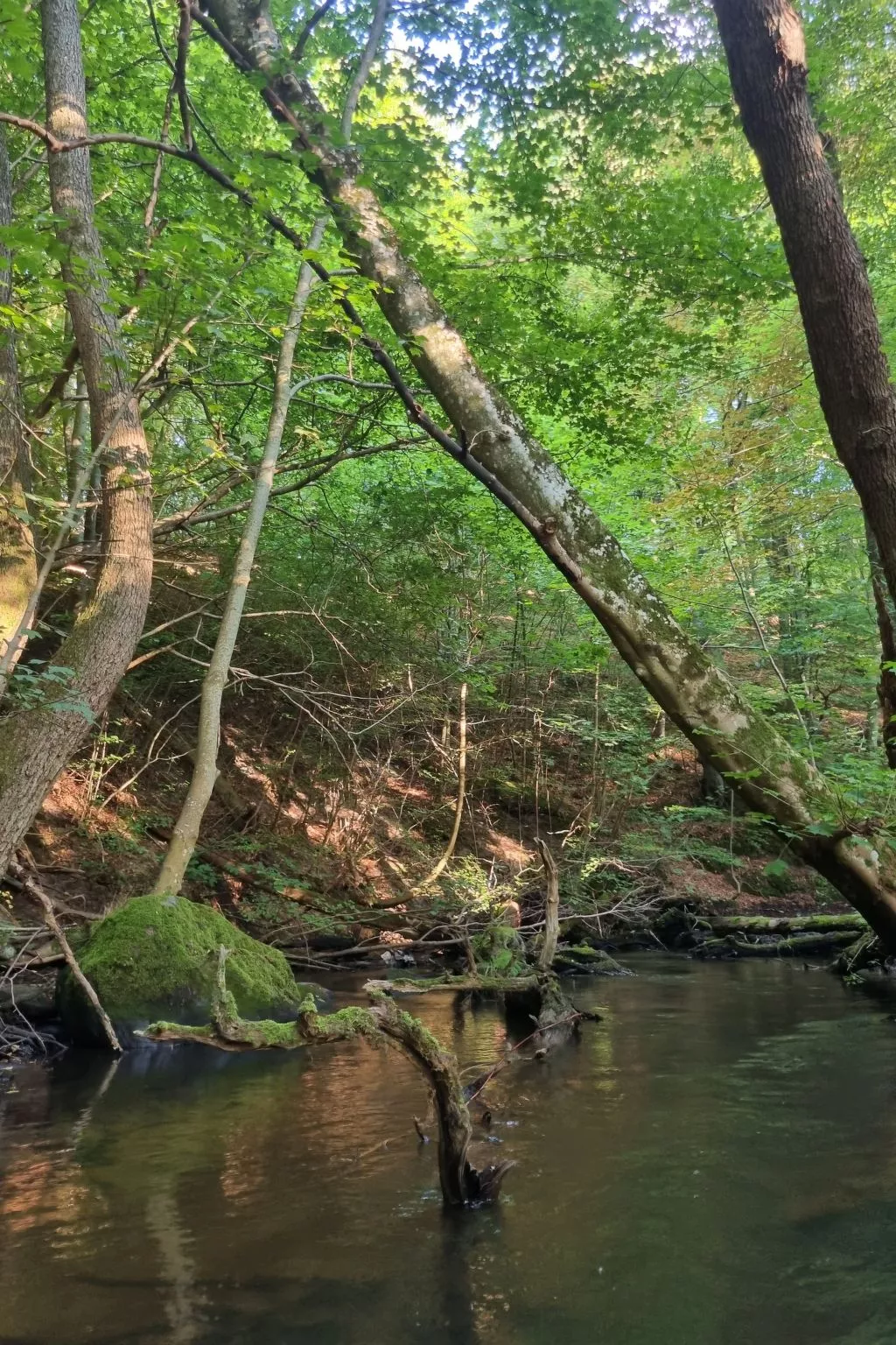 Lublewo21 Ferienhäuser - Draußen