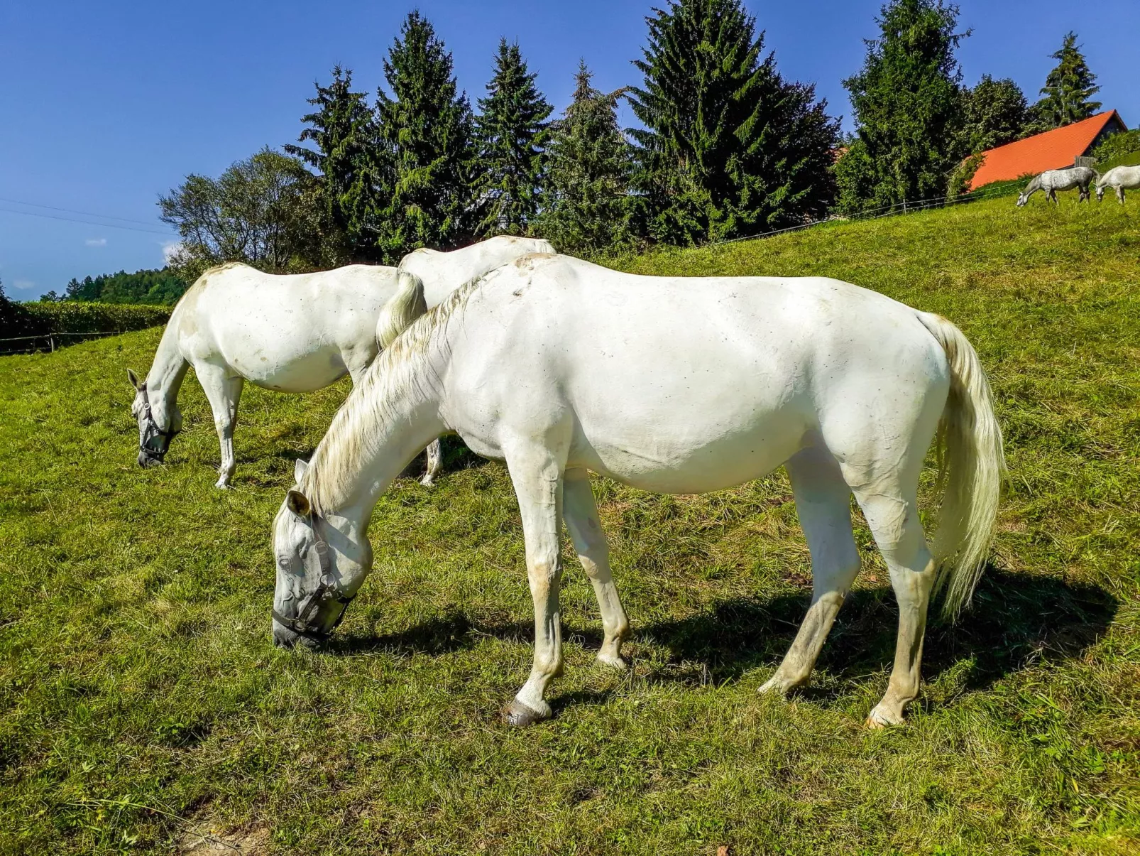 Landgut mit Terrasse-Outside