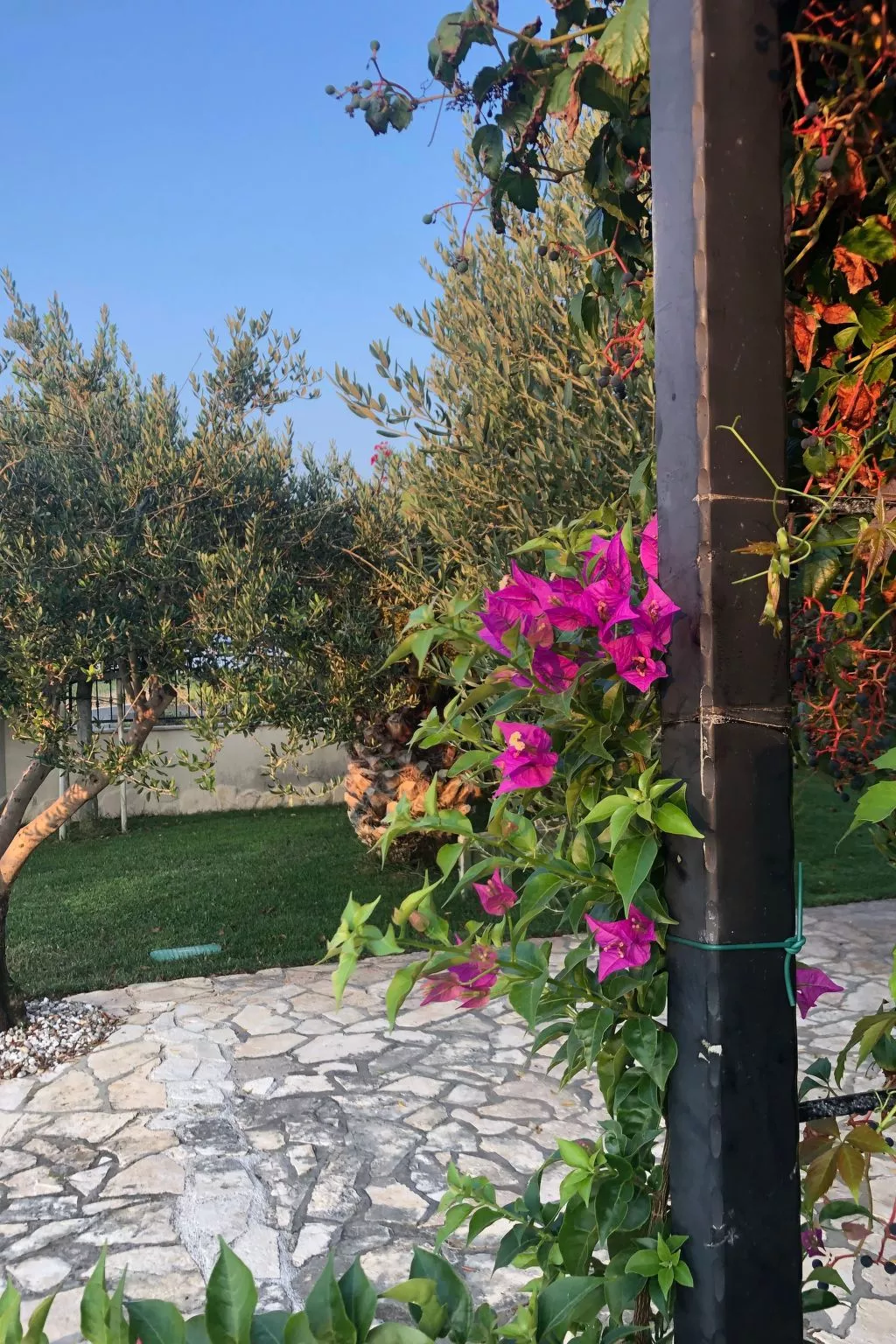 Villa Olive Grove-Outside