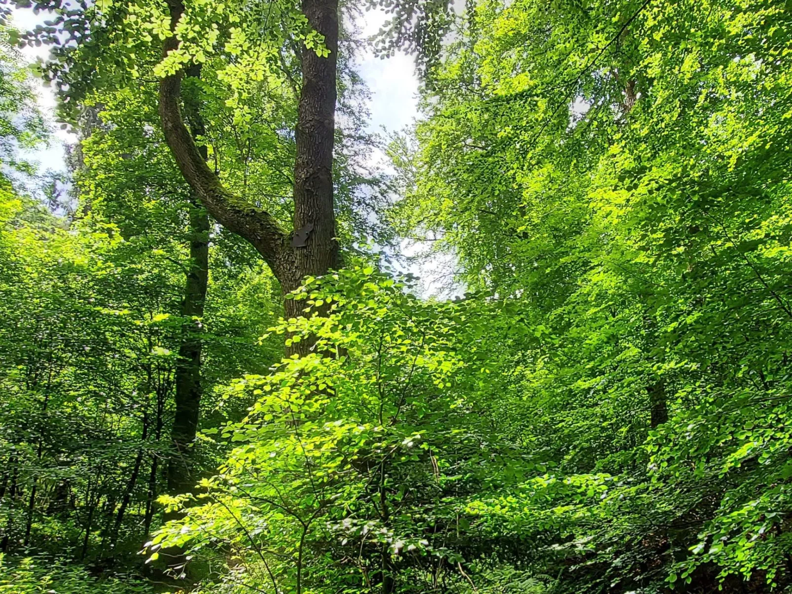 Wanderfalke-Draußen