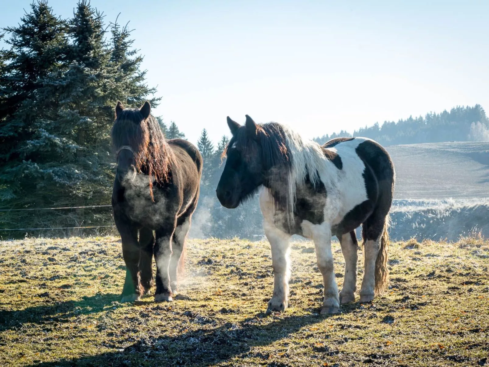 FORSTGUT - Raum für wertvolle Zeit-Dehors