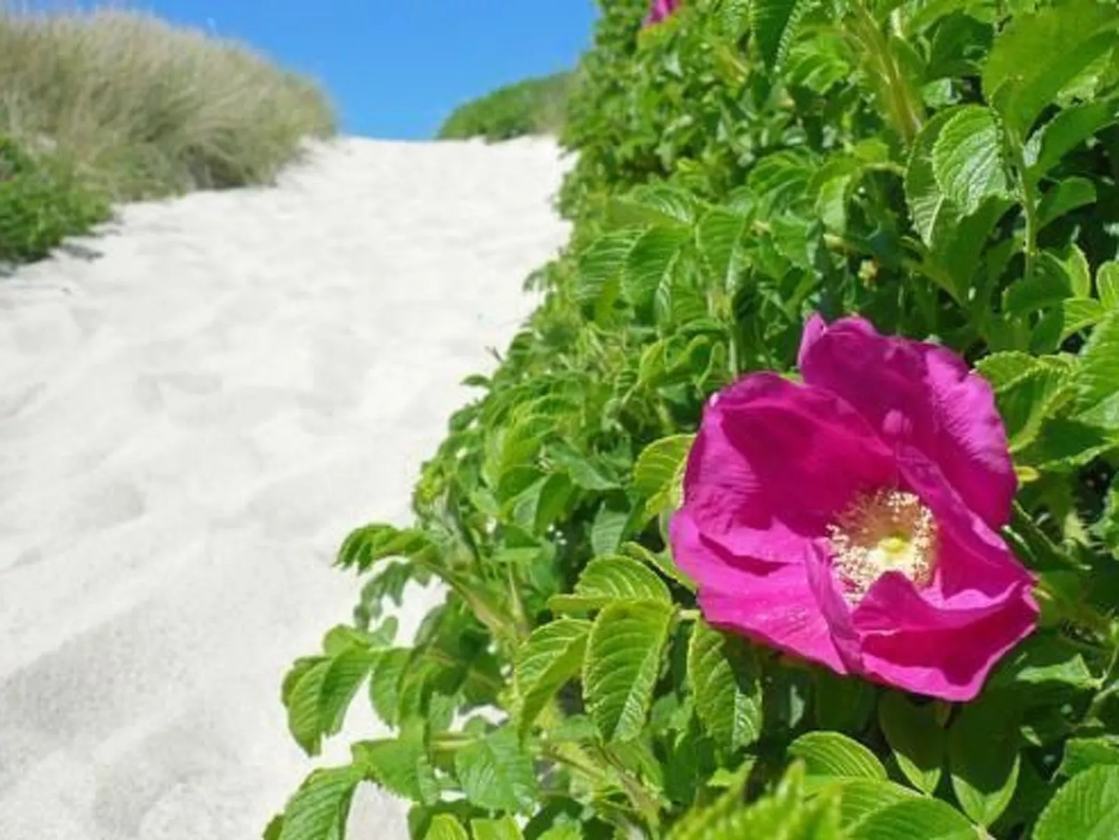 Luxuriöses Apartment in Reetdachhaus-Dehors