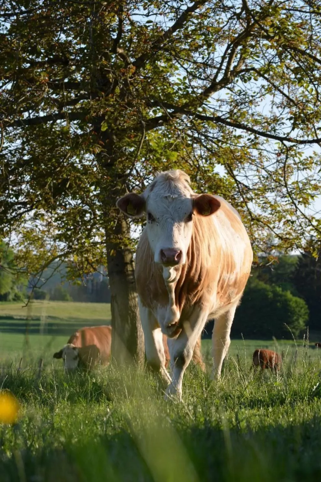 Wohnung "Bellevue"-Outside