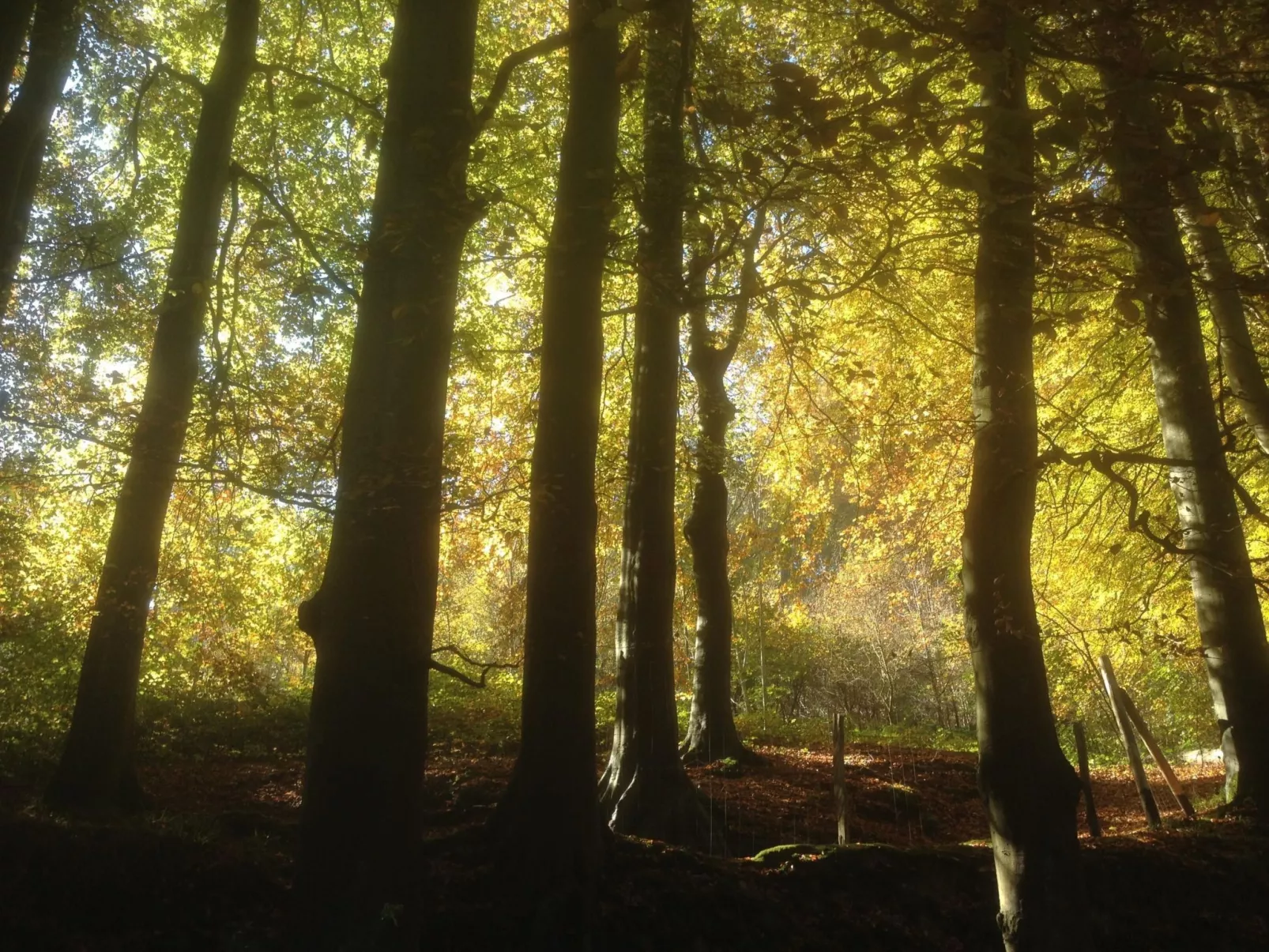 Le Clos du Hêtre-Dehors