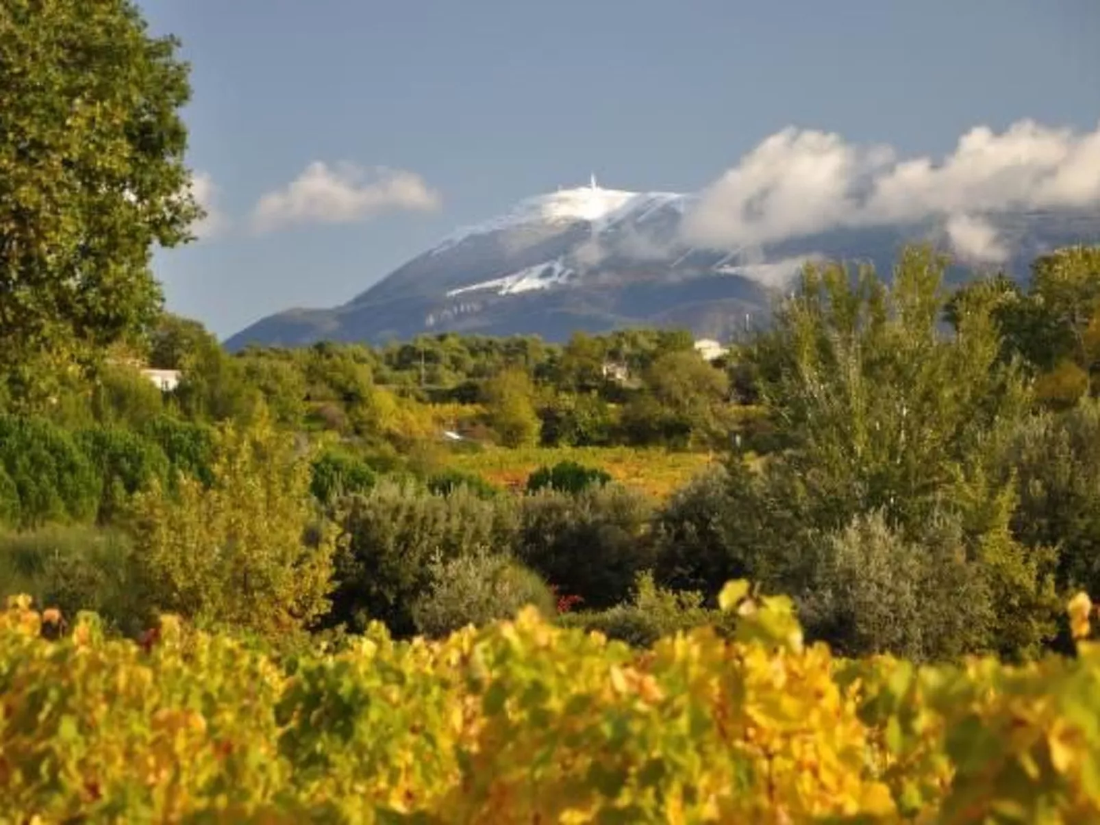 "Haus der Olivenbäume"-Dehors