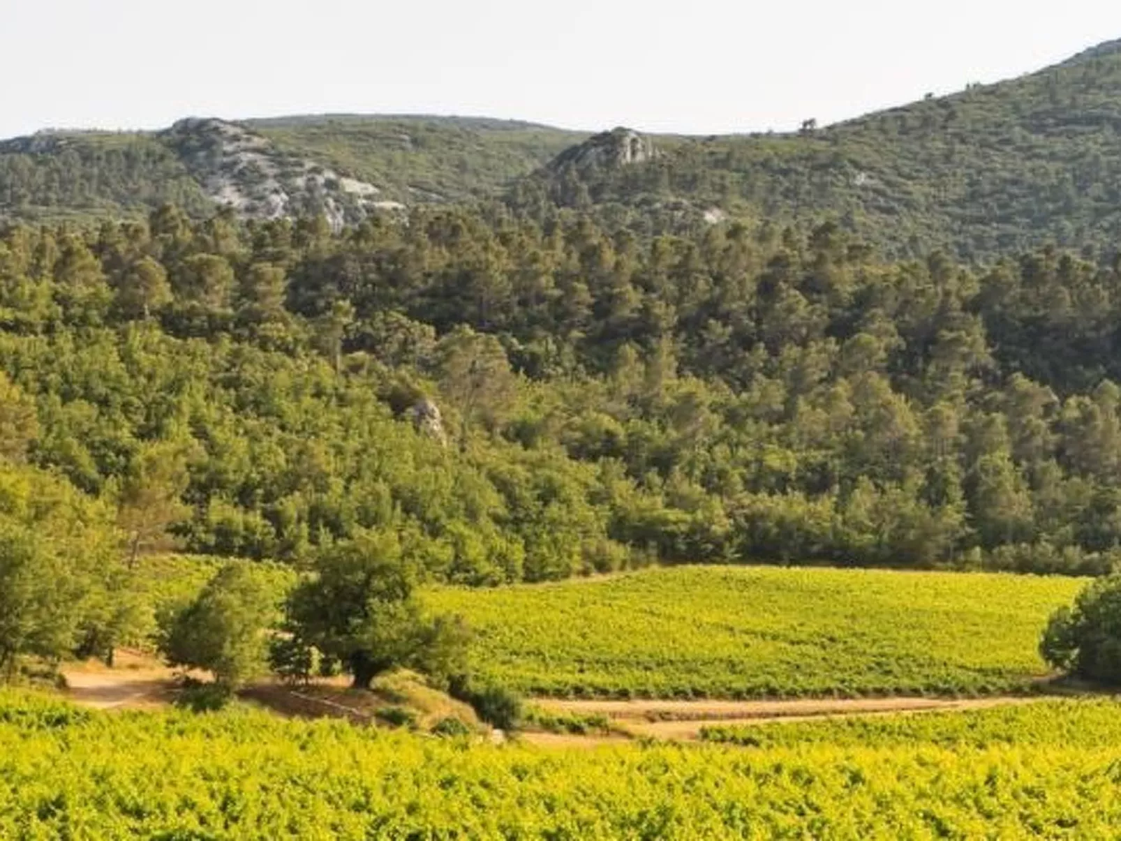 Gemütliches Studio inmitten von Weinbergen und Olivenbäumen-Draußen