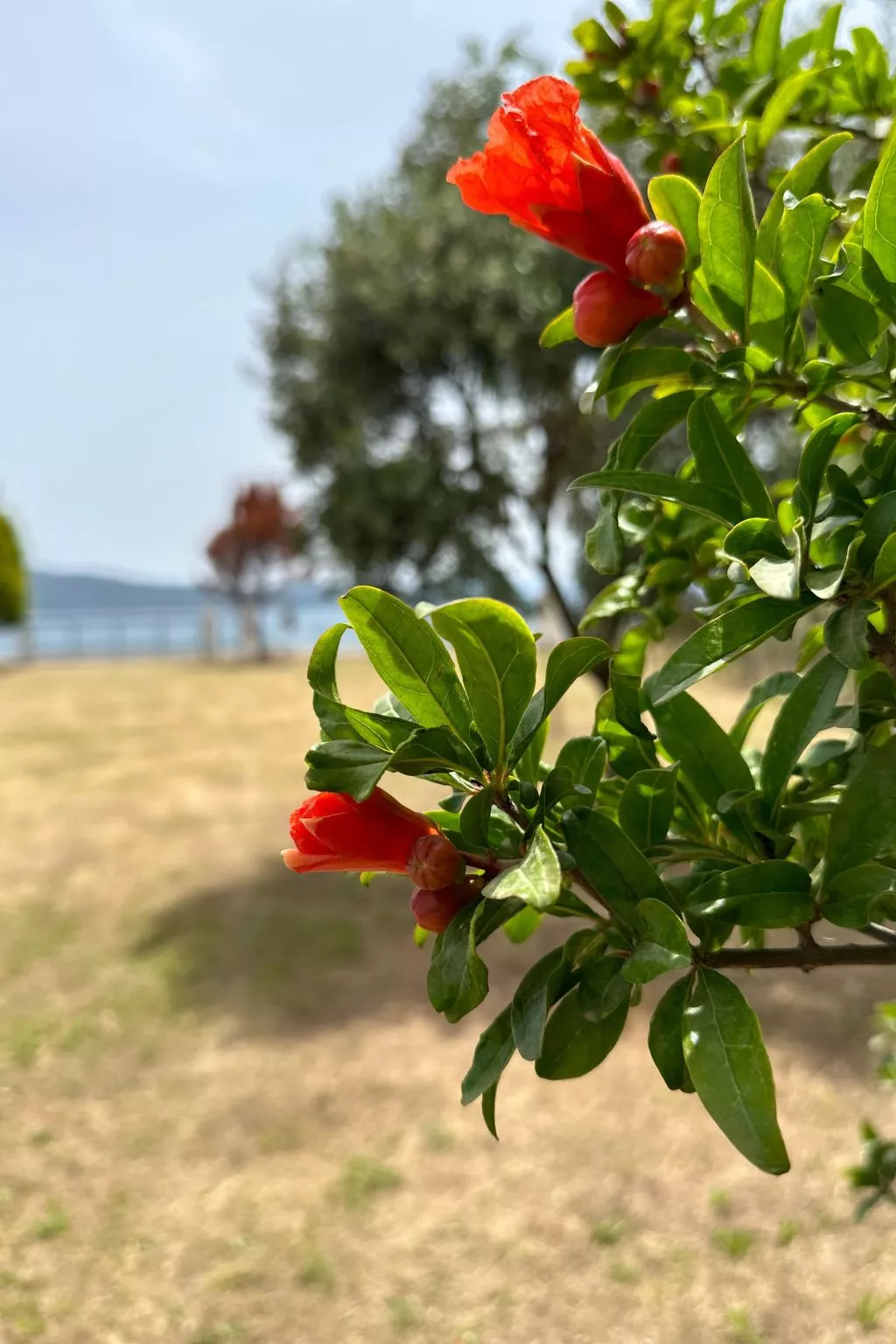 Tanjas Paradise-Image-tags.info