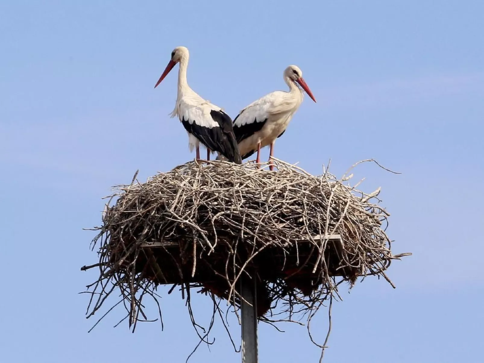 Exklusive Design-Villa in den Dünen, Pool auf dem Dach-Dehors