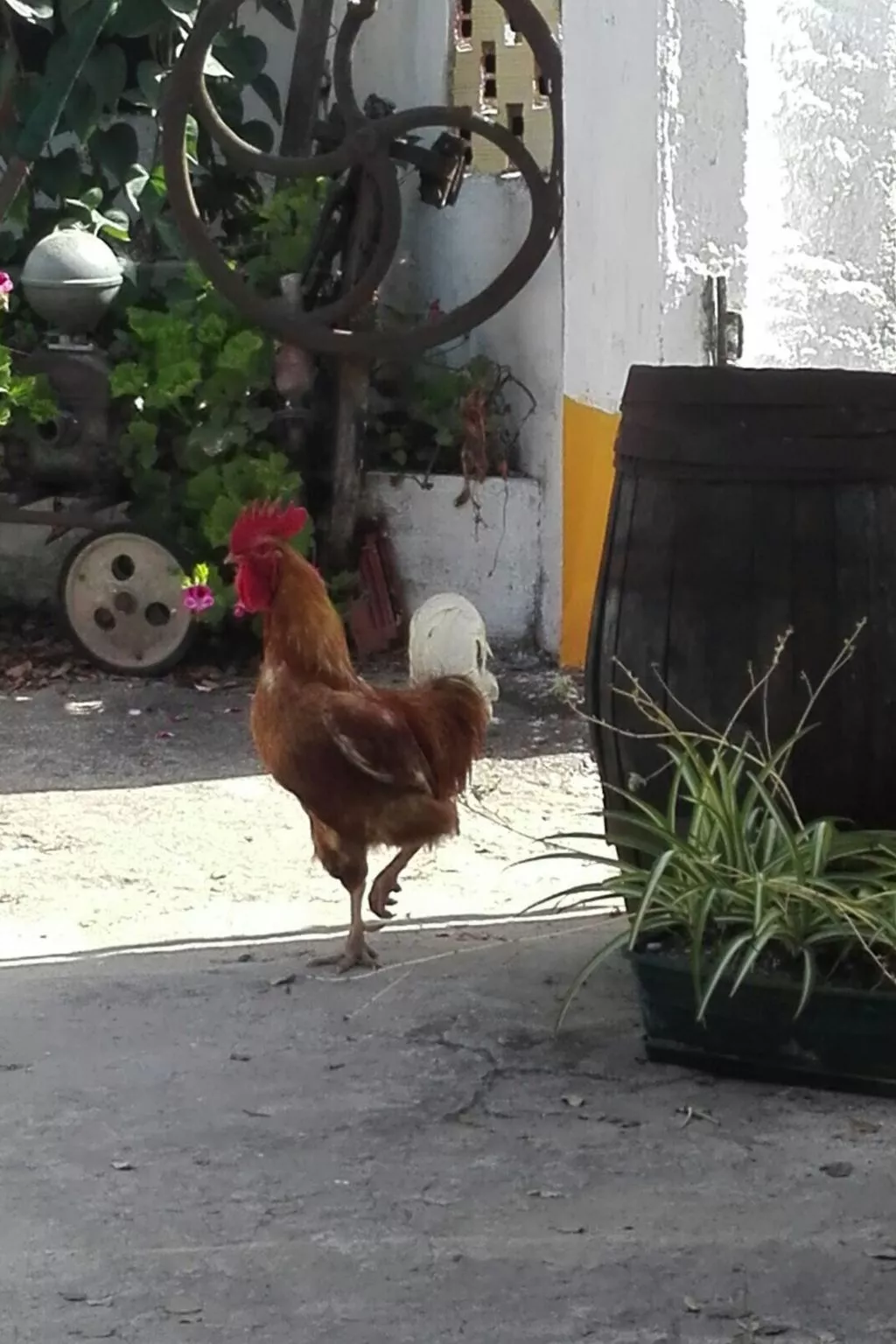 Haus in einem Bauernhof zwischen Weinbergen 2-Outside