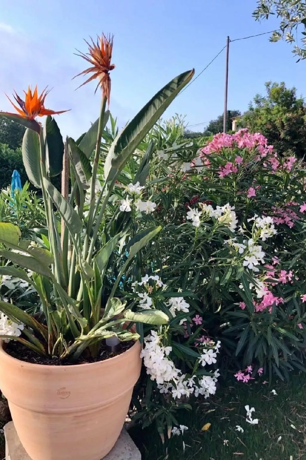 Côte d'Azur ganze Villa beheizter Pool Meerblick-Draußen