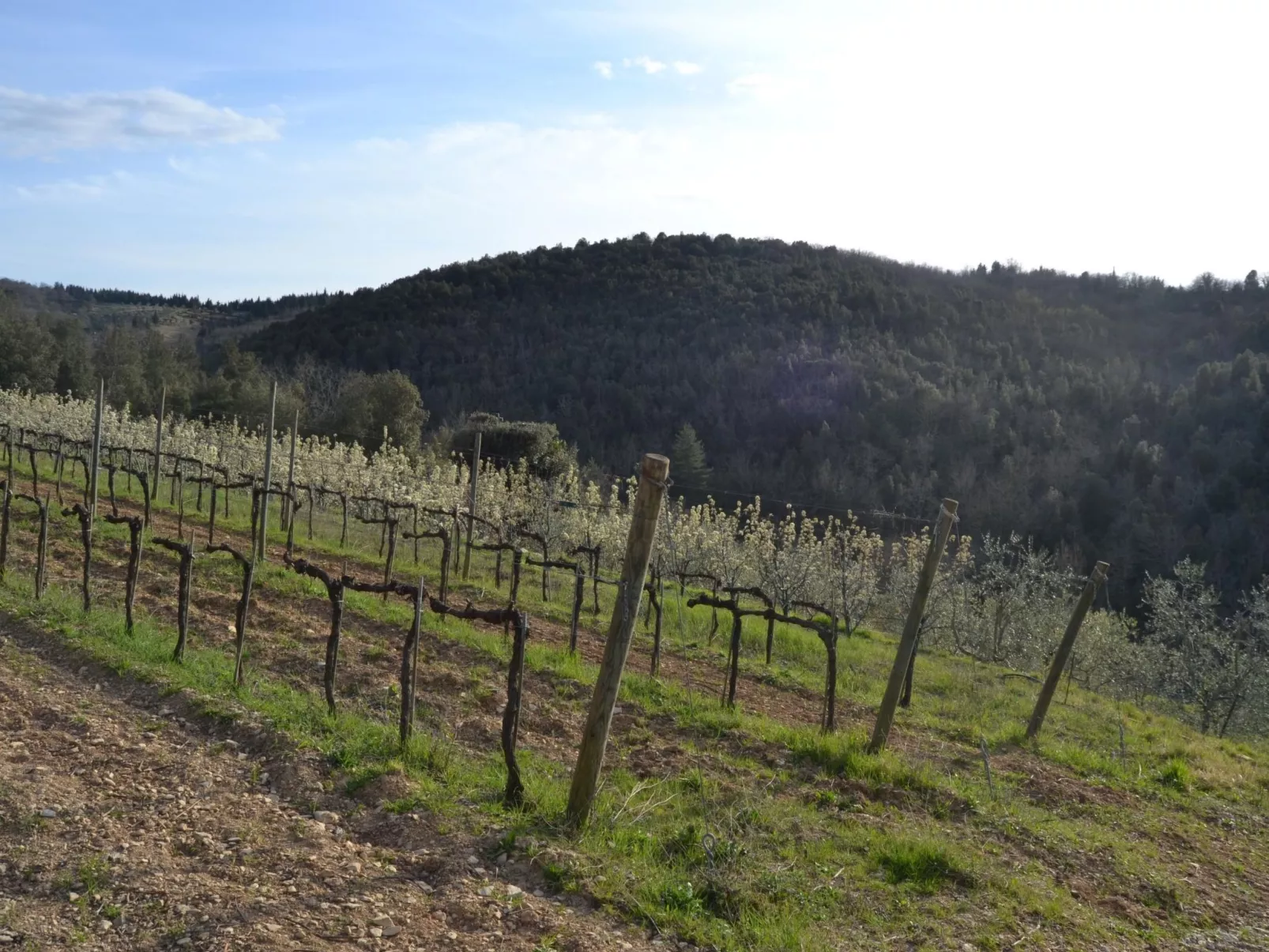 Anwesen "MonnaLisa" mit Schwimmbad-Outside