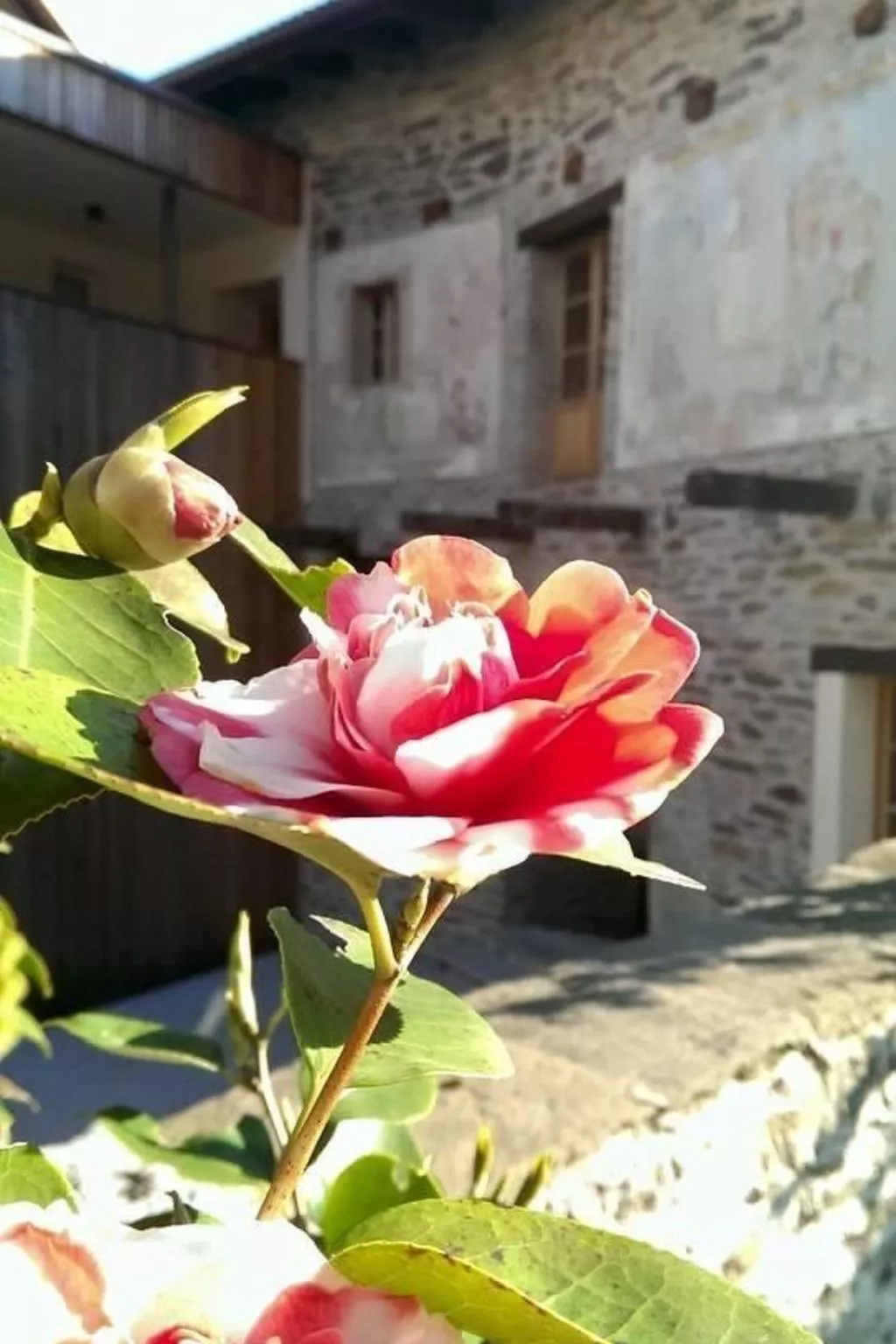 Corte delle Camelie - Wohnung im ersten Stock-Dehors