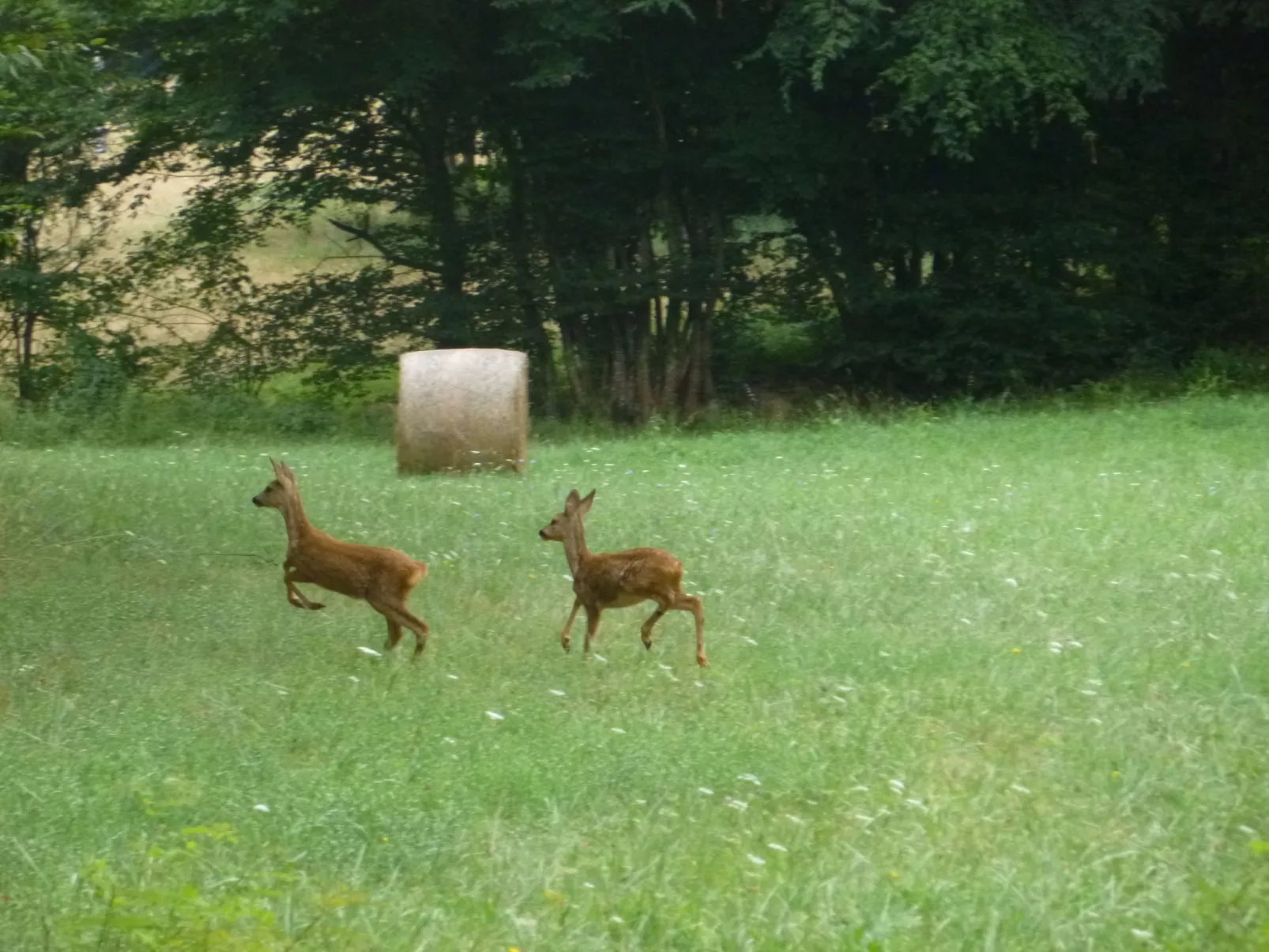 Haus mit Charme Komfort Ruhe Privatpool-Draußen