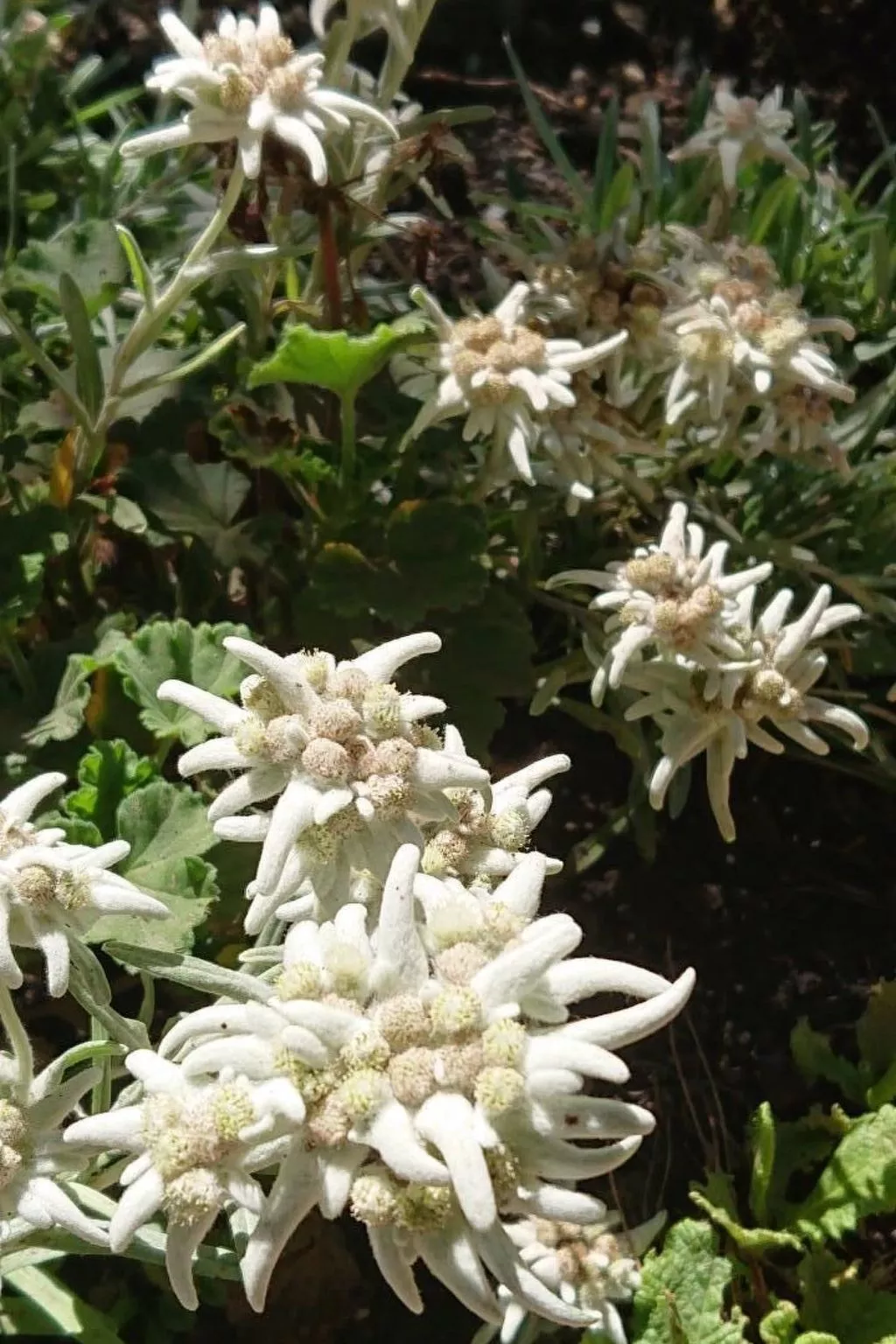 Alpen-Paradies-Dedans