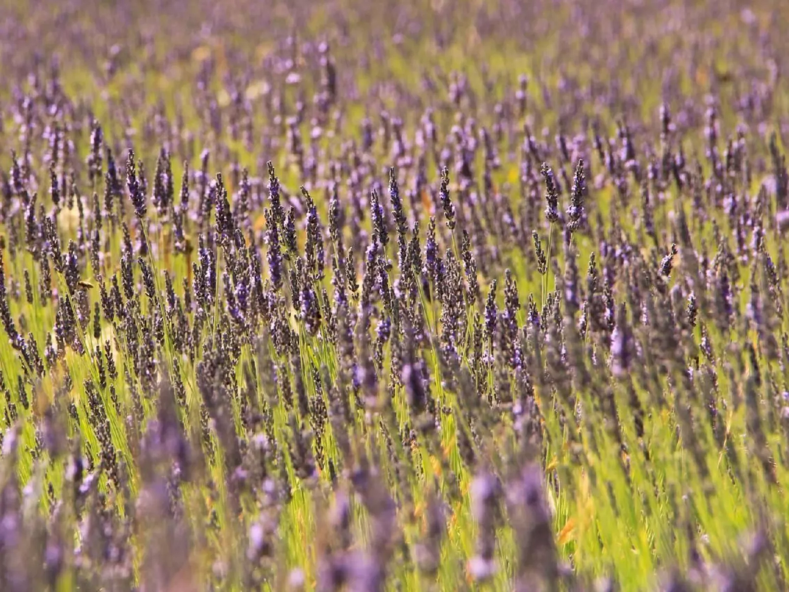 Charmante Villa mit Pool und Golfplatz-Outside