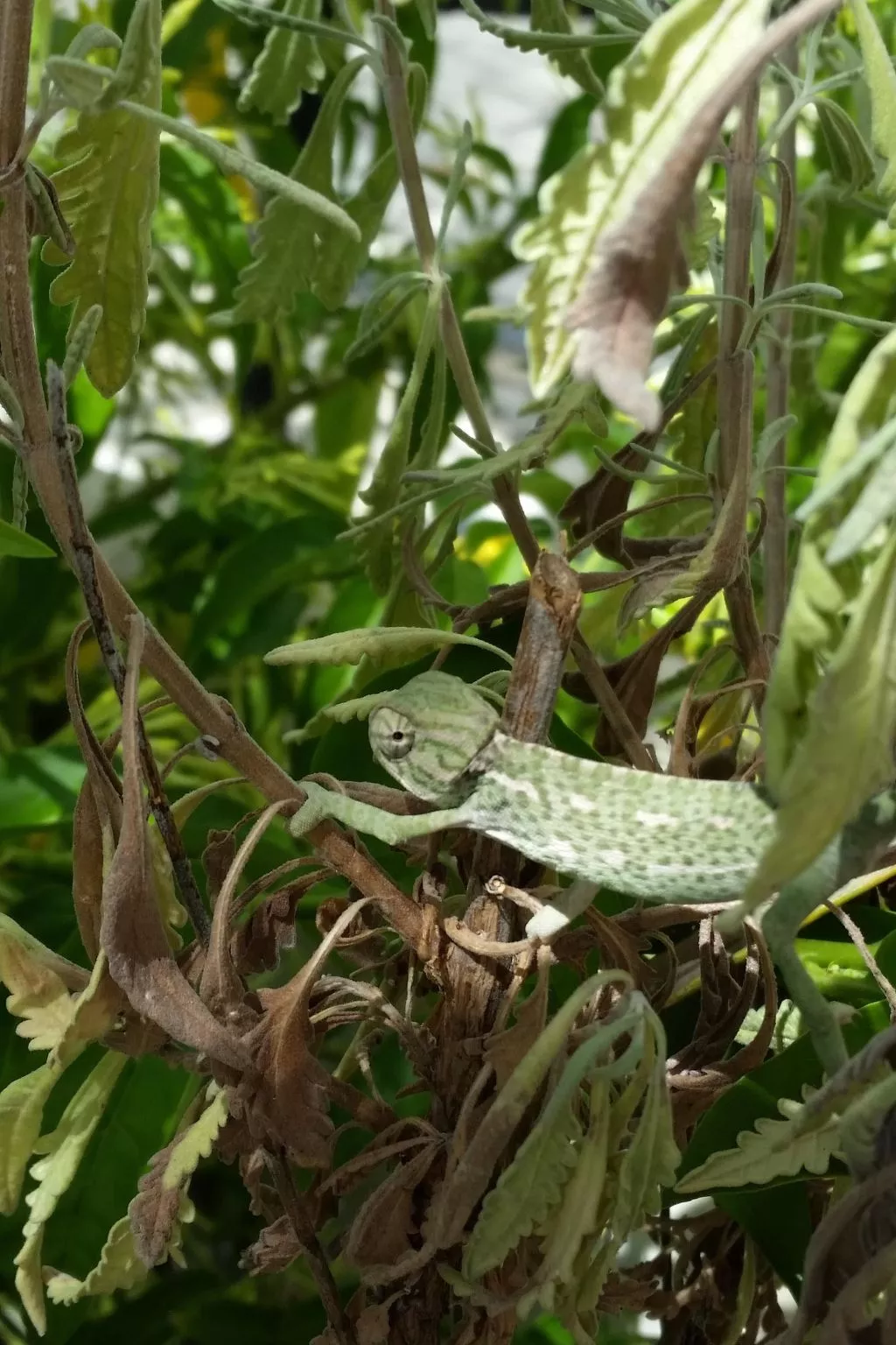 Casinha Lena-Image-tags.info