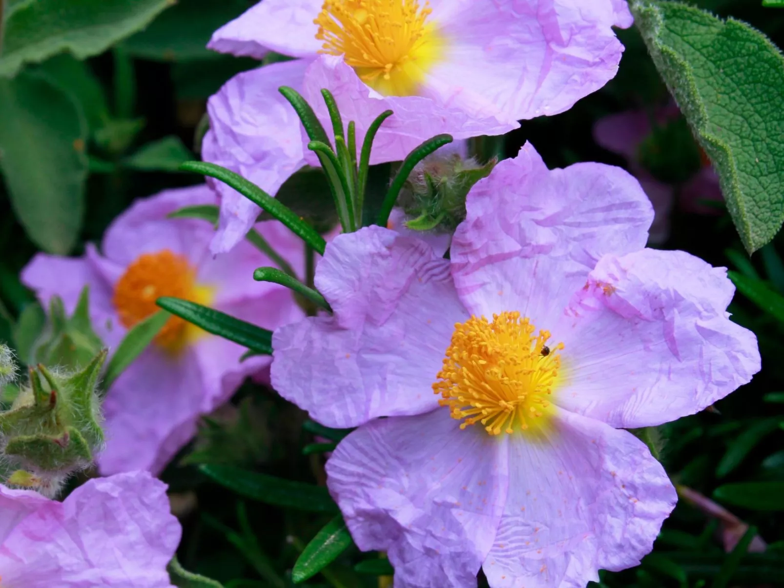 Stazzo mit Garten in Luogosanto-Outside