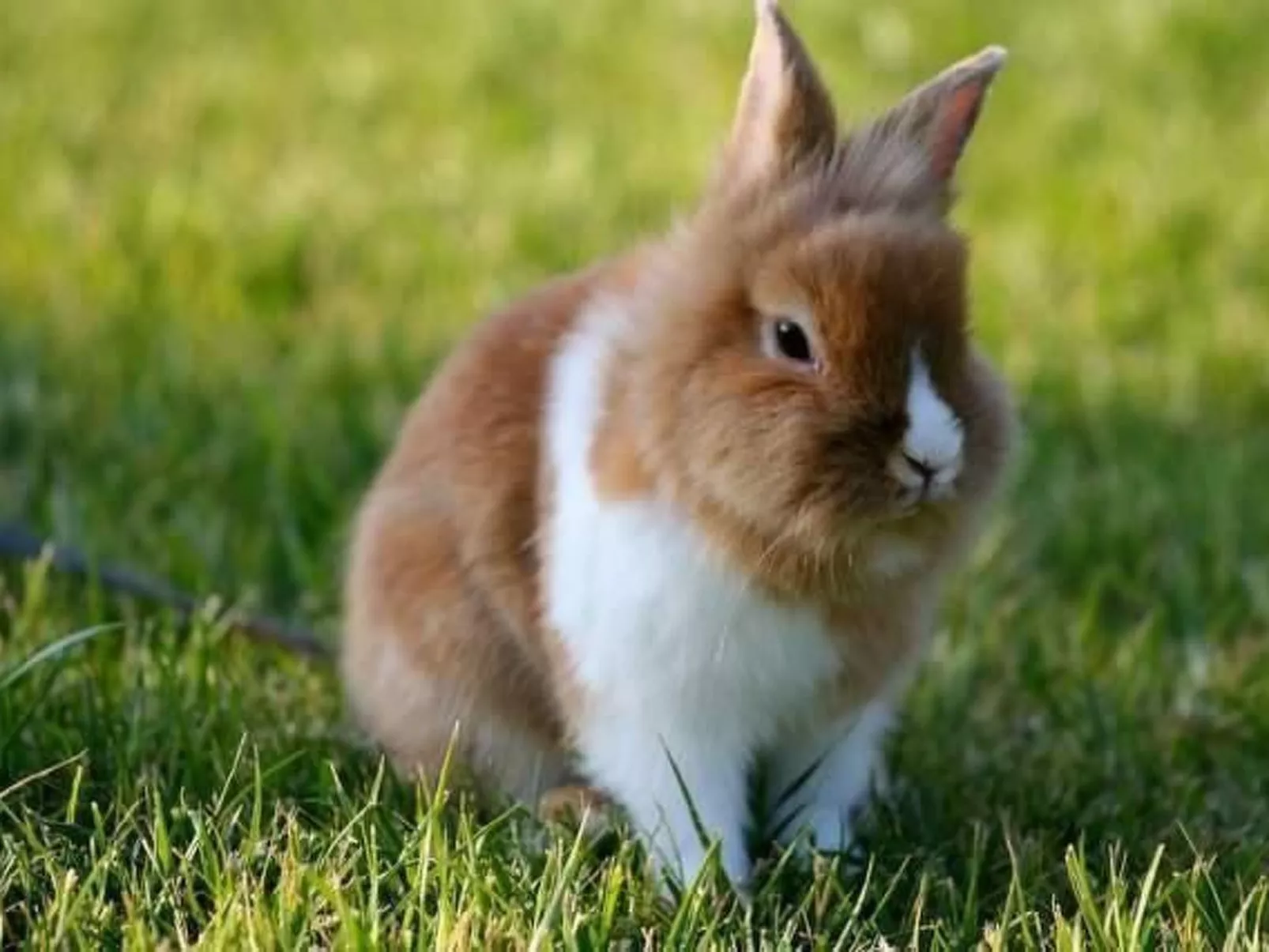 Ferienappartement mit Garten und Panoramablick-Inside