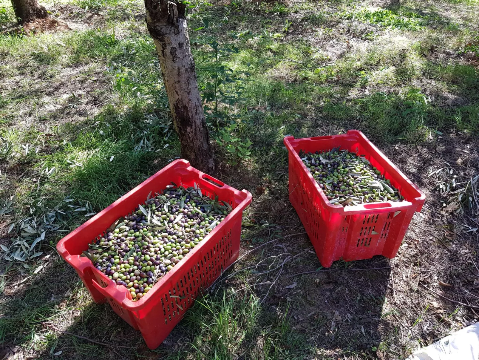 Oleandri Ferienhaus mit privatem Pool-Image-tags.info