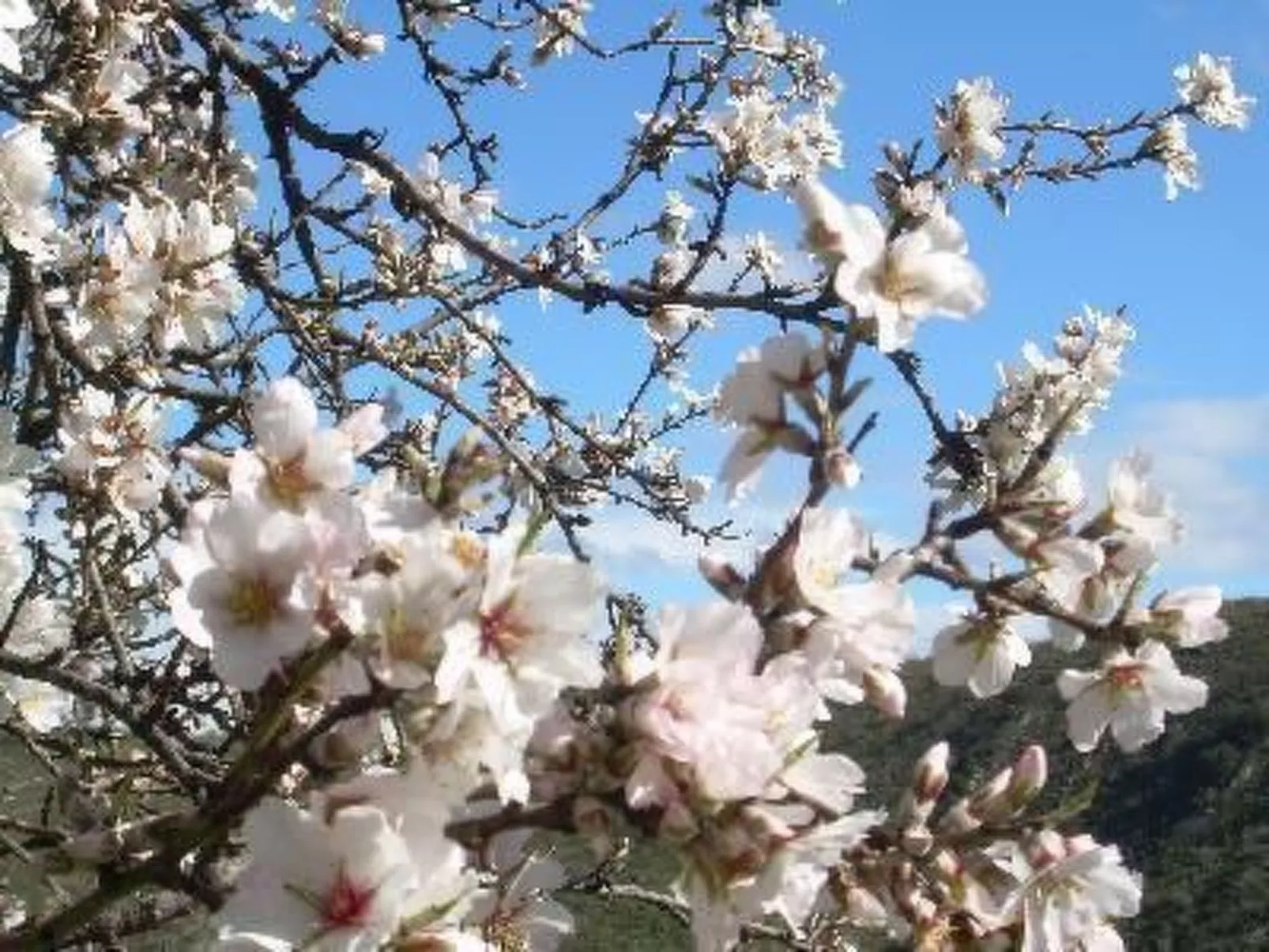 Ländliches Haus El Tenguerengue-Image-tags.info