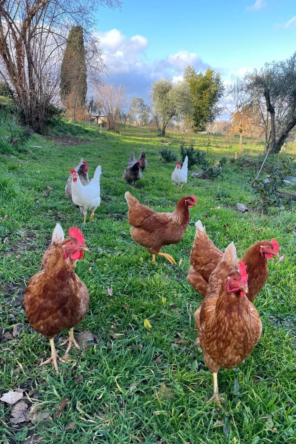 'Merula Antica Dimora'-Draußen