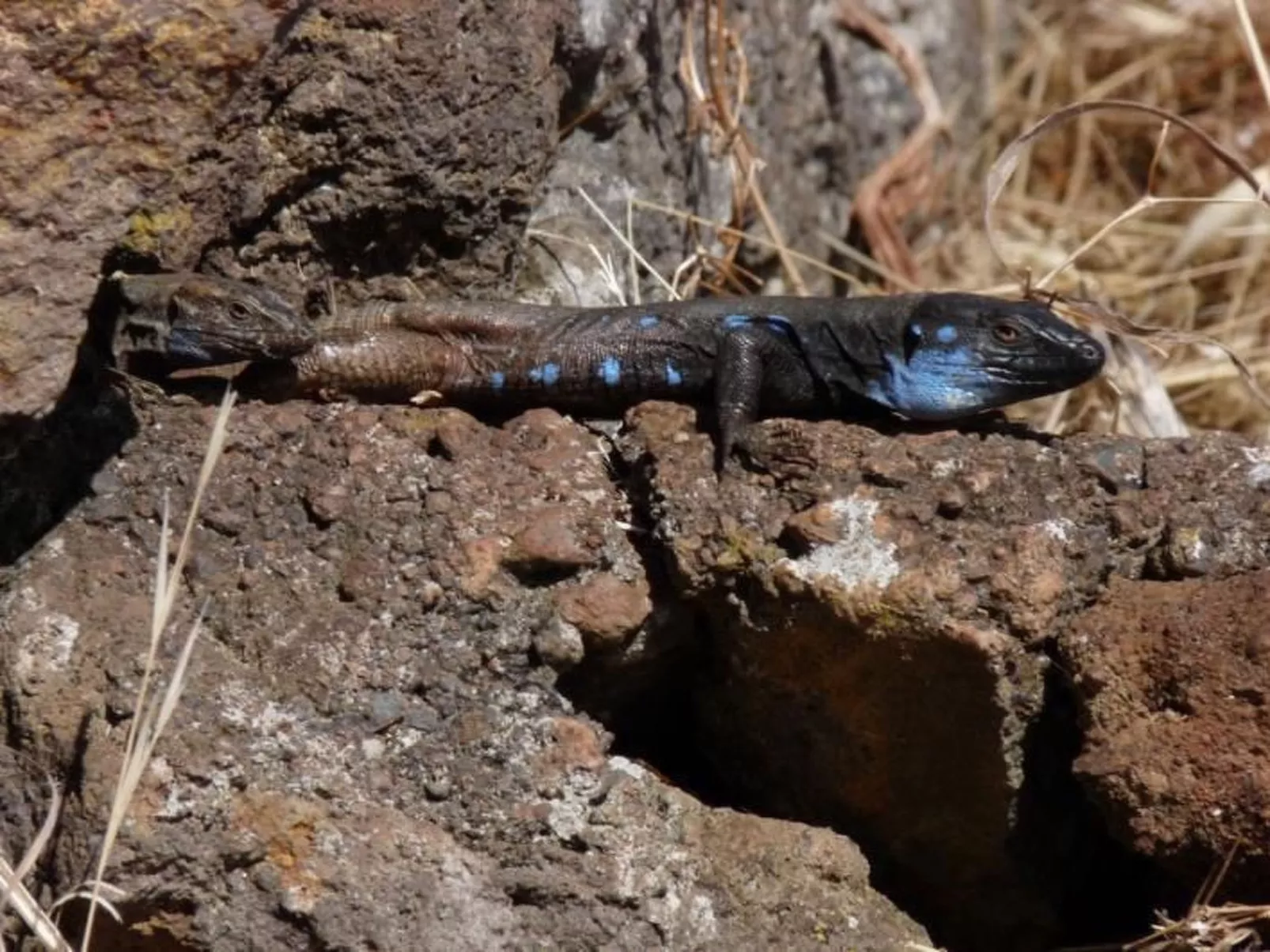Ruhige Finca Topo del Drago mit Meerblick-Image-tags.info