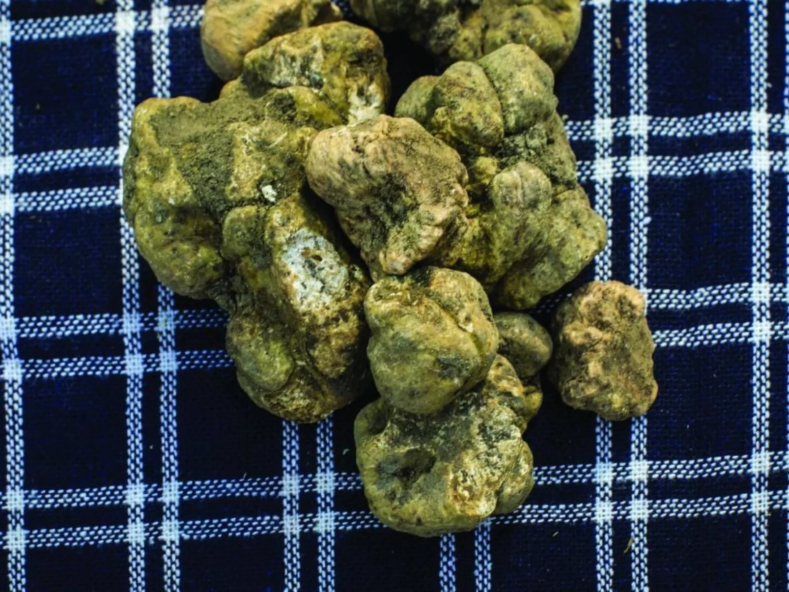 Appartment Barbera , Villa Pesce, Mombaruzzo-Image-tags.info