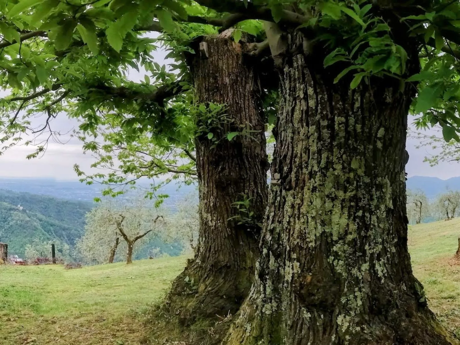 "Casale Colle Belvedere"-Dehors
