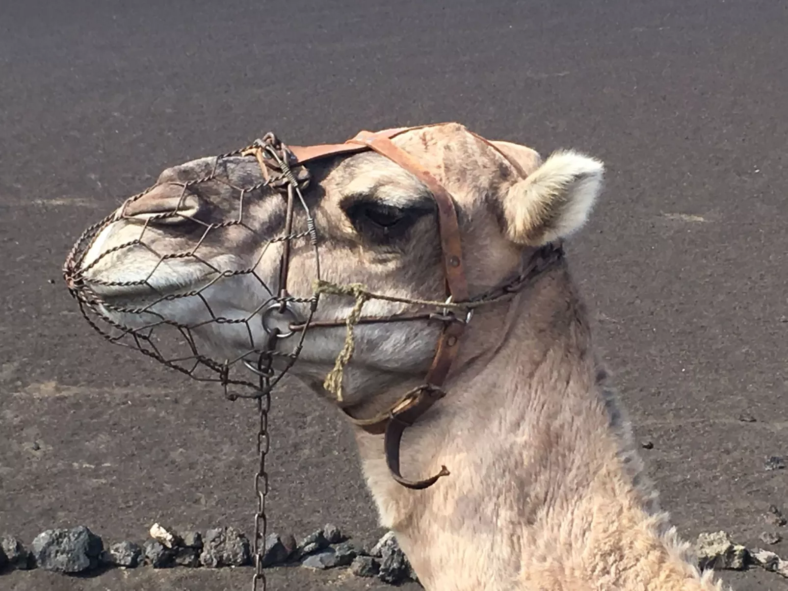 In Costa Teguise mit Privatem Pool - Image-tags.info