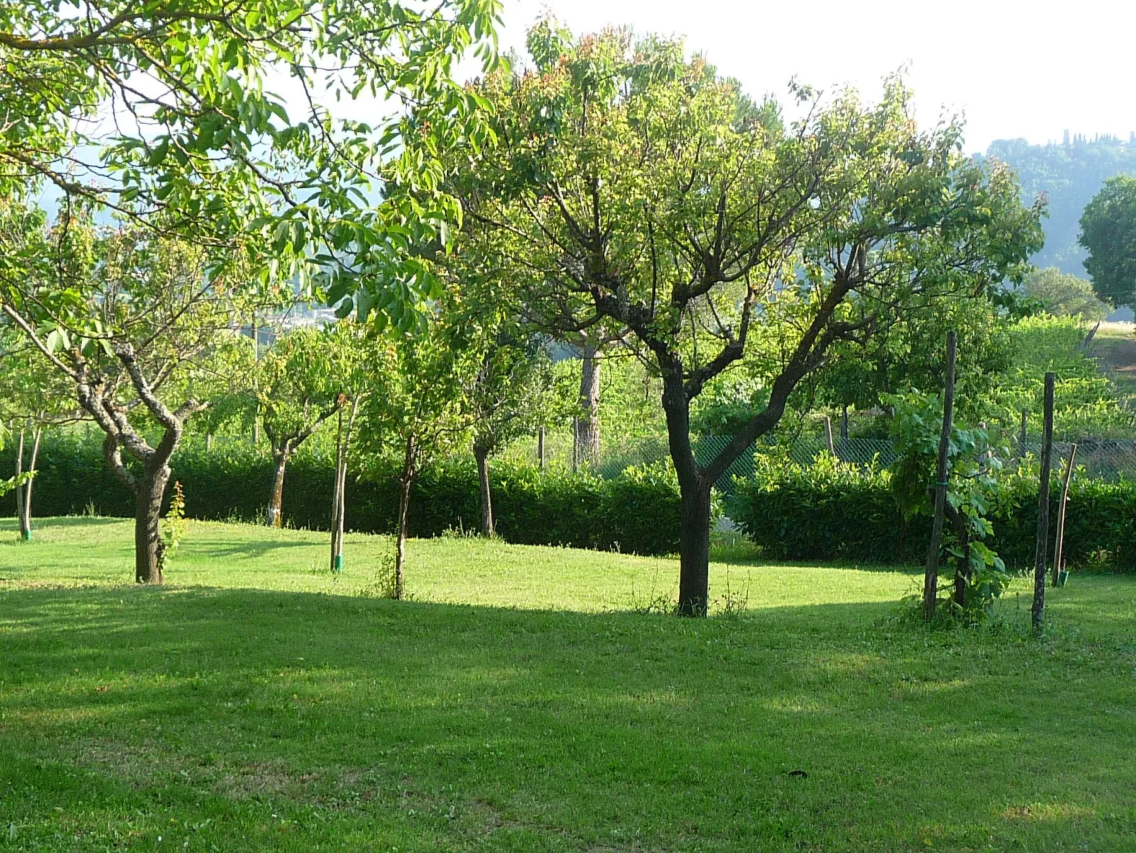 Lindenhaussiedlung mit Gemeinschaftspool-Image-tags.info