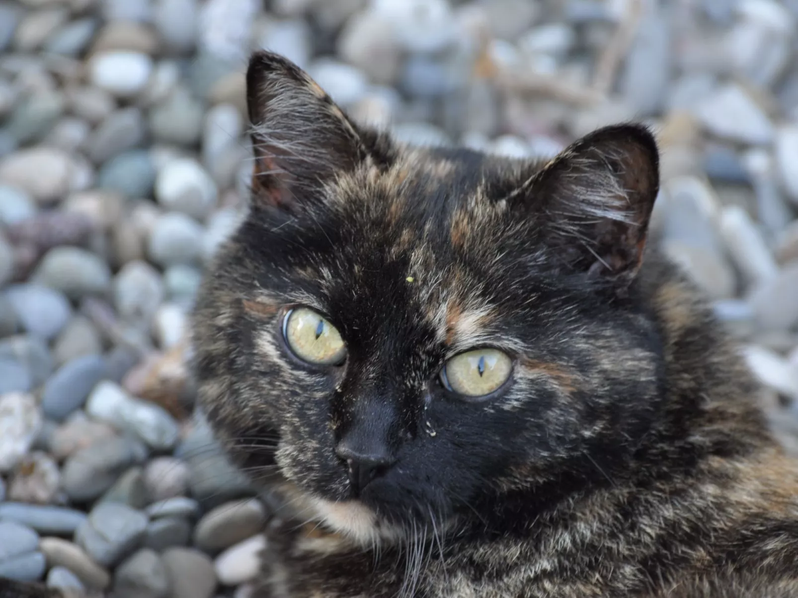 Chalet Staufenhof-Outside