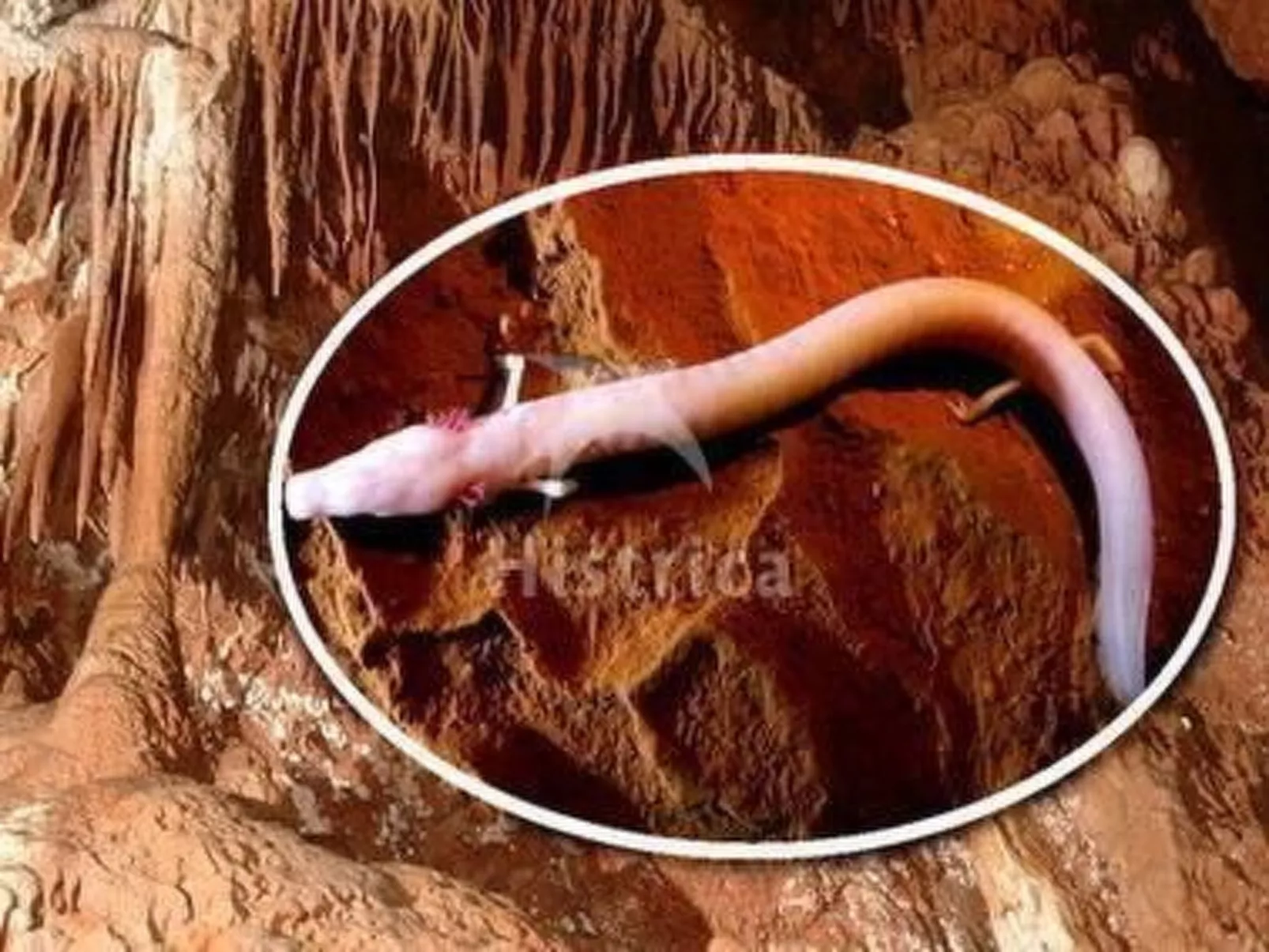 Ferienvilla "Nina" mit eigenem Pool-Image-tags.info