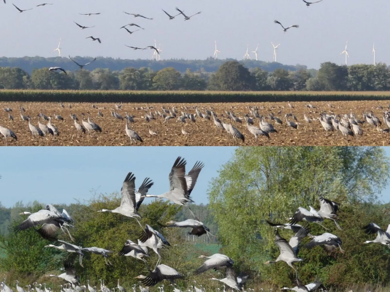 Janet Ratschkowski-Draußen