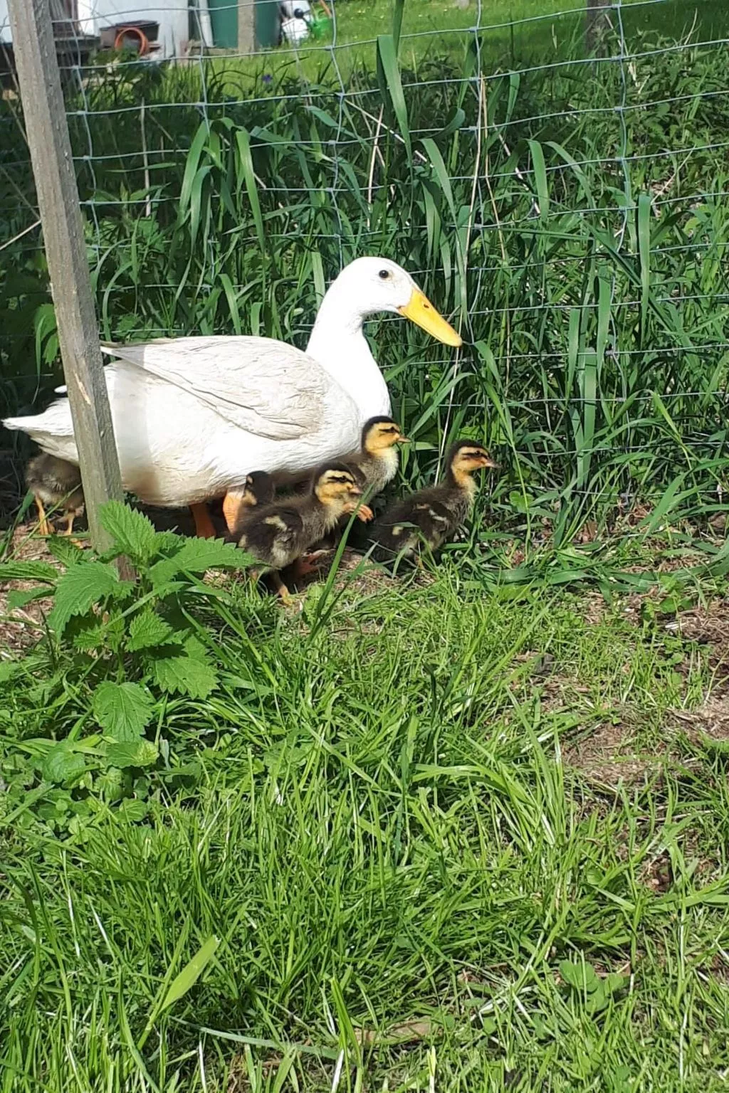 Familienfreundlich Wohnen im Miriquidi-Outside