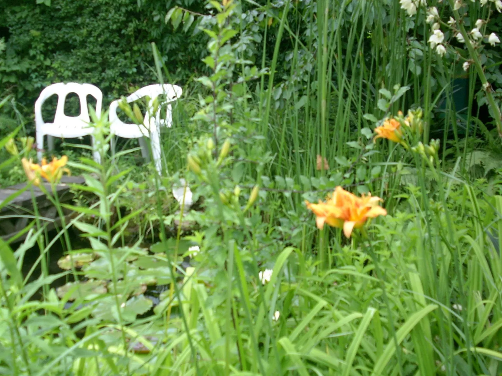 Urlaub am Feigenbaum in Nußloch-Image-tags.info