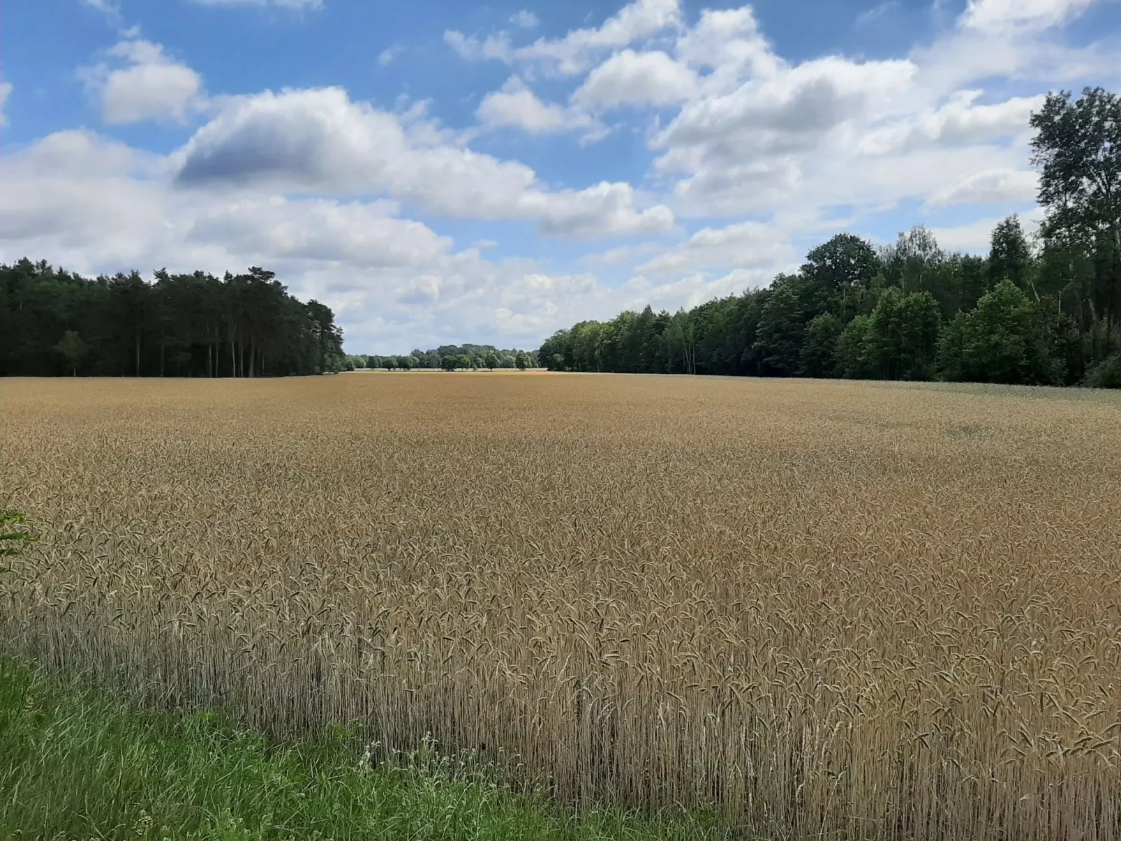 Biele-Image-tags.info