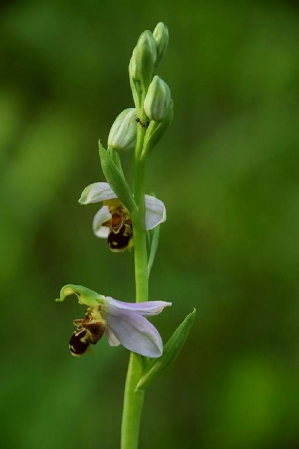 Stadt Apartement-Drinnen