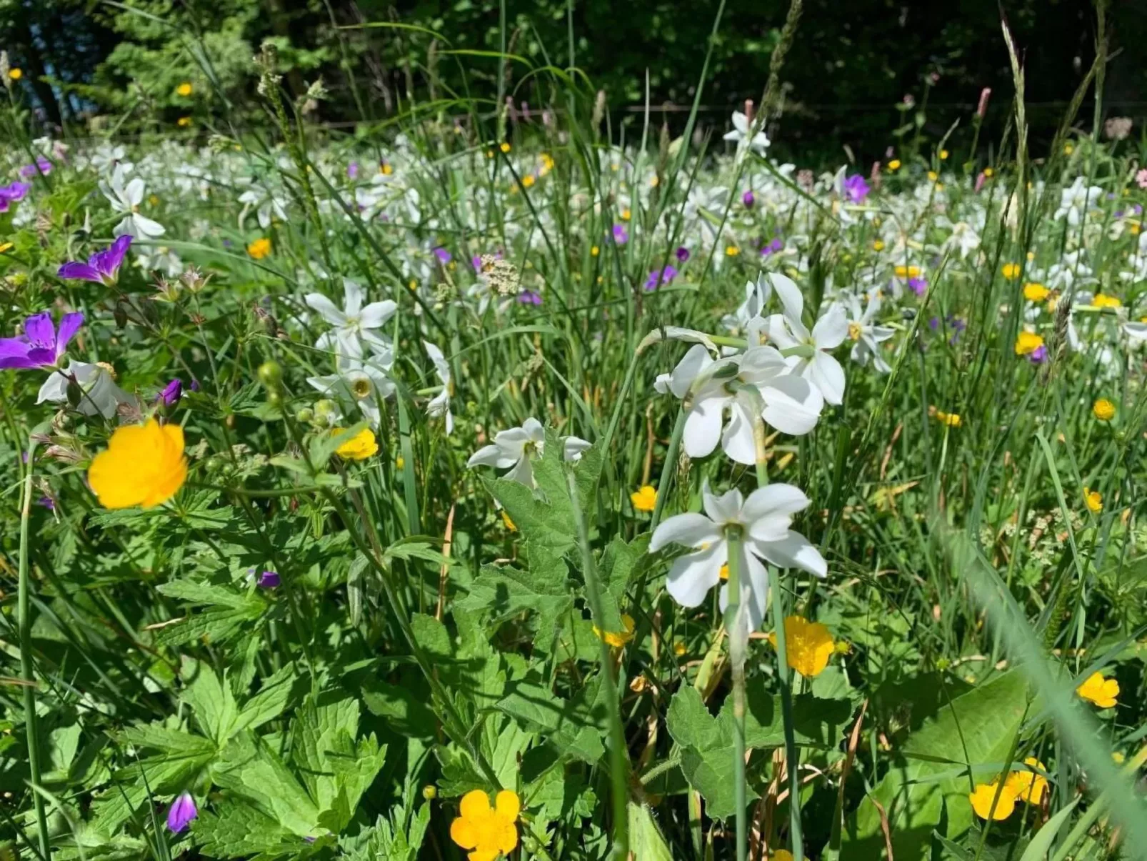 Les Narcisses,Blonay-Dehors
