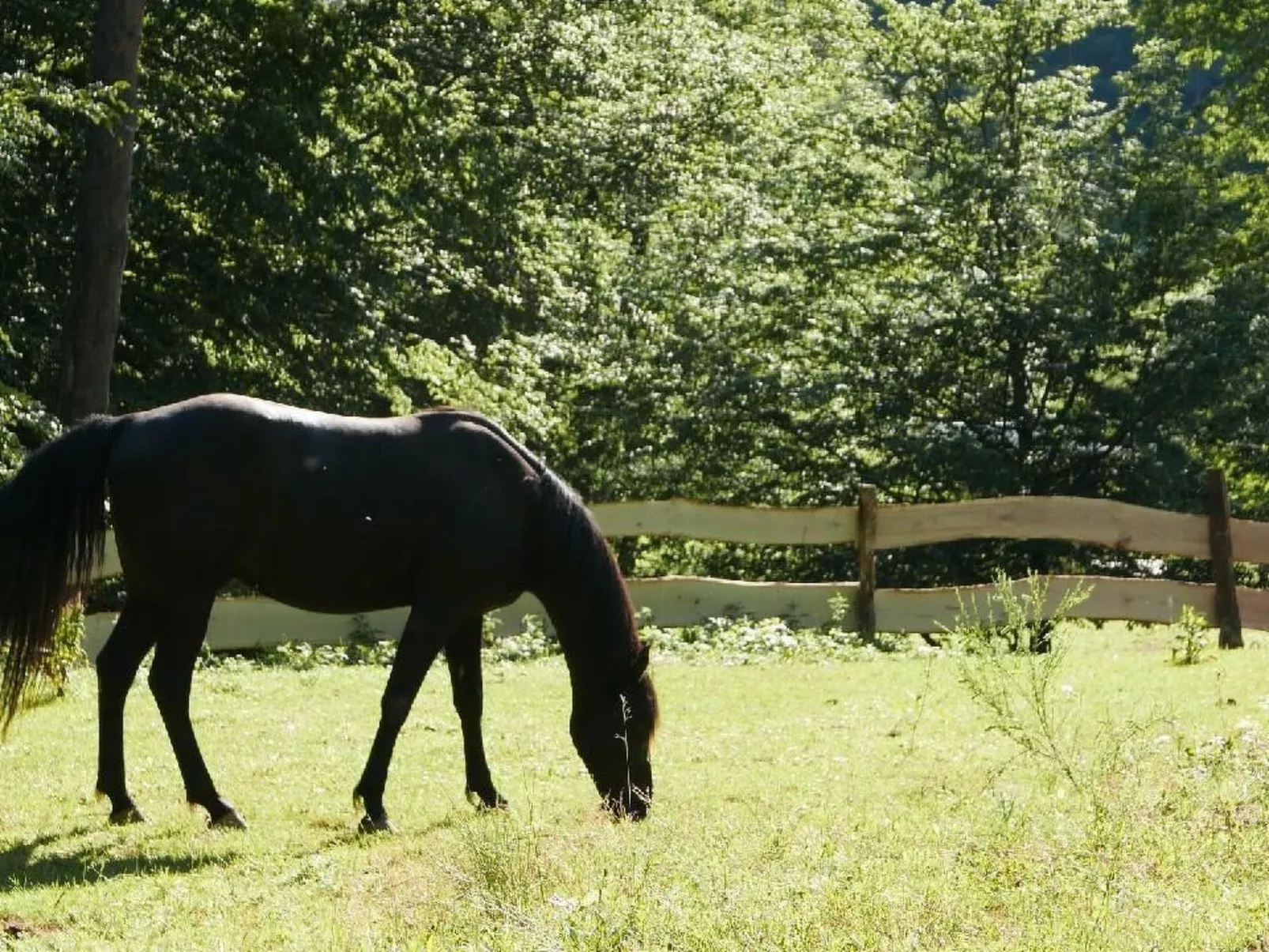 In Walscheid mit Terrasse, Grill-Draußen