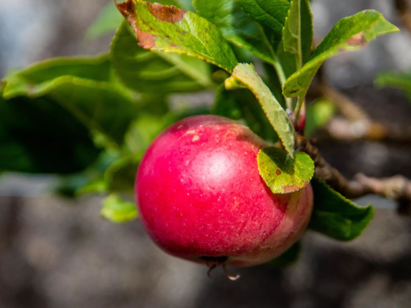 Schönes viktorianische Villa in Blairgowrie-Dehors